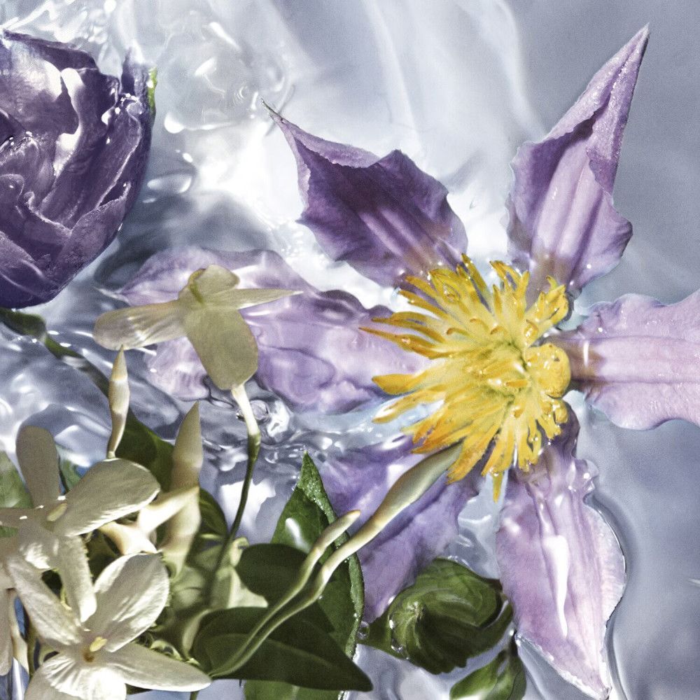 Blumen in Wasser. Lila und weiße Blüten. Gelbe Blütenmitte. Grüne Blätter. Nahaufnahme.