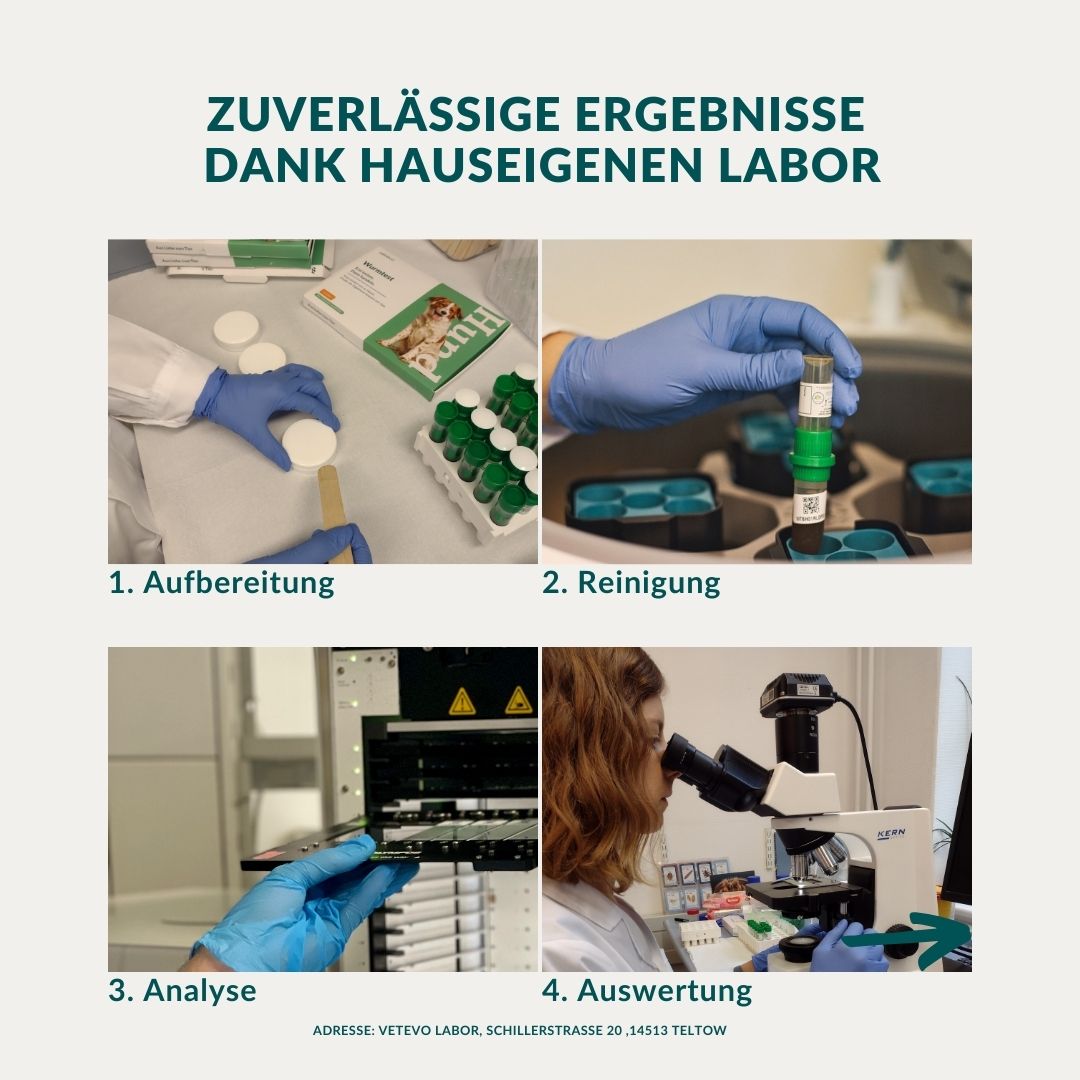 Vier Schritte: Vorbereitung, Reinigung, Analyse, Auswertung im Labor für Wurmtests.