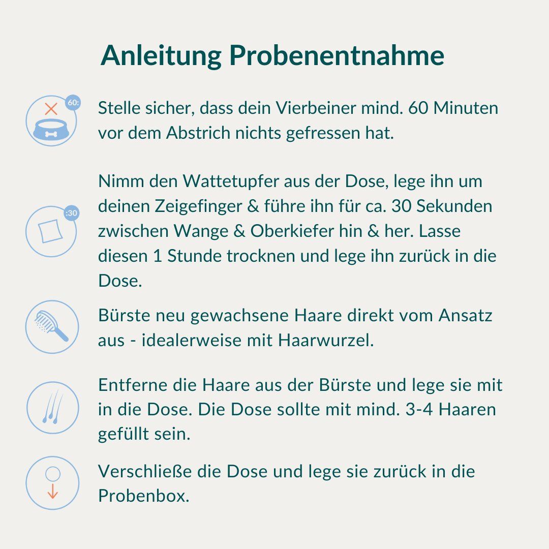 Anleitung zur Probenentnahme. Schritte zur Entnahme von Haarproben vom Pferd mit Wattebausch und Bürste.