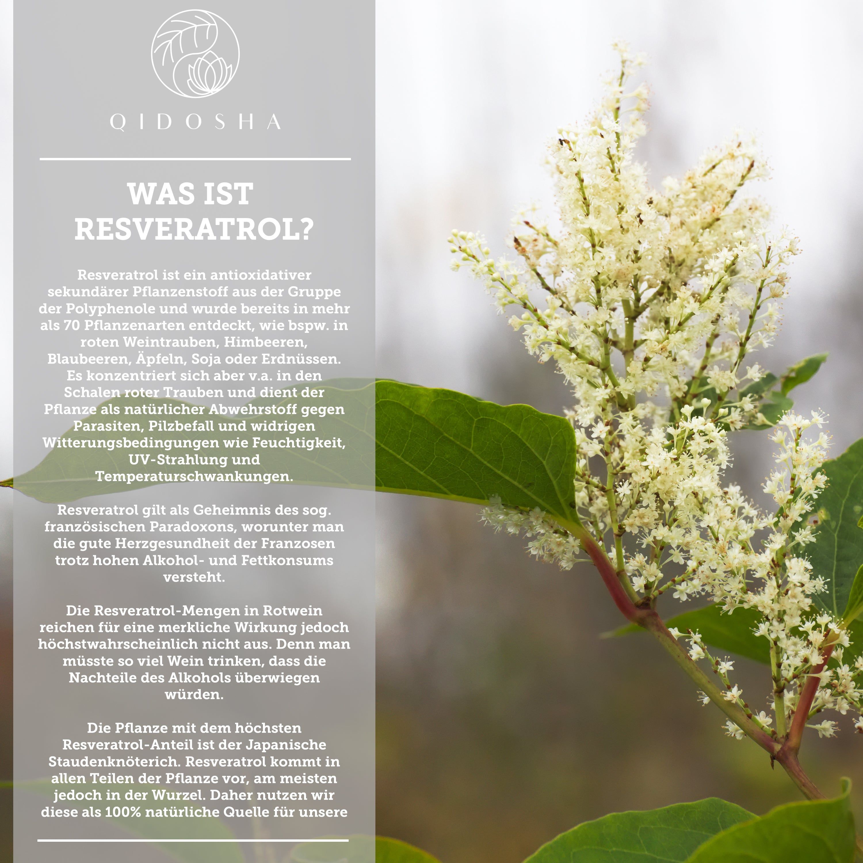 Blühende japanische Staudenknöterich-Pflanze, Quelle von Trans-Resveratrol. Text erklärt die Pflanze und Resveratrol.