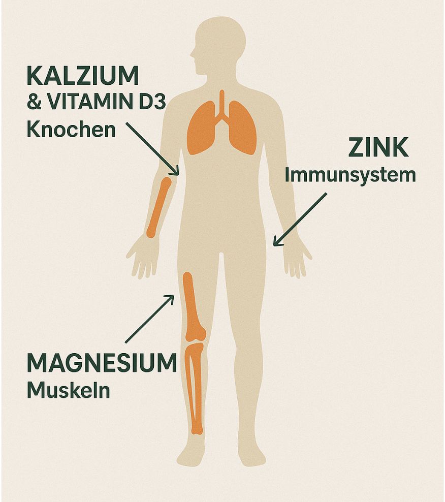 Herbal Therapy KALZIUM+MAGNESIUM+ZINK+VITAMIN D3