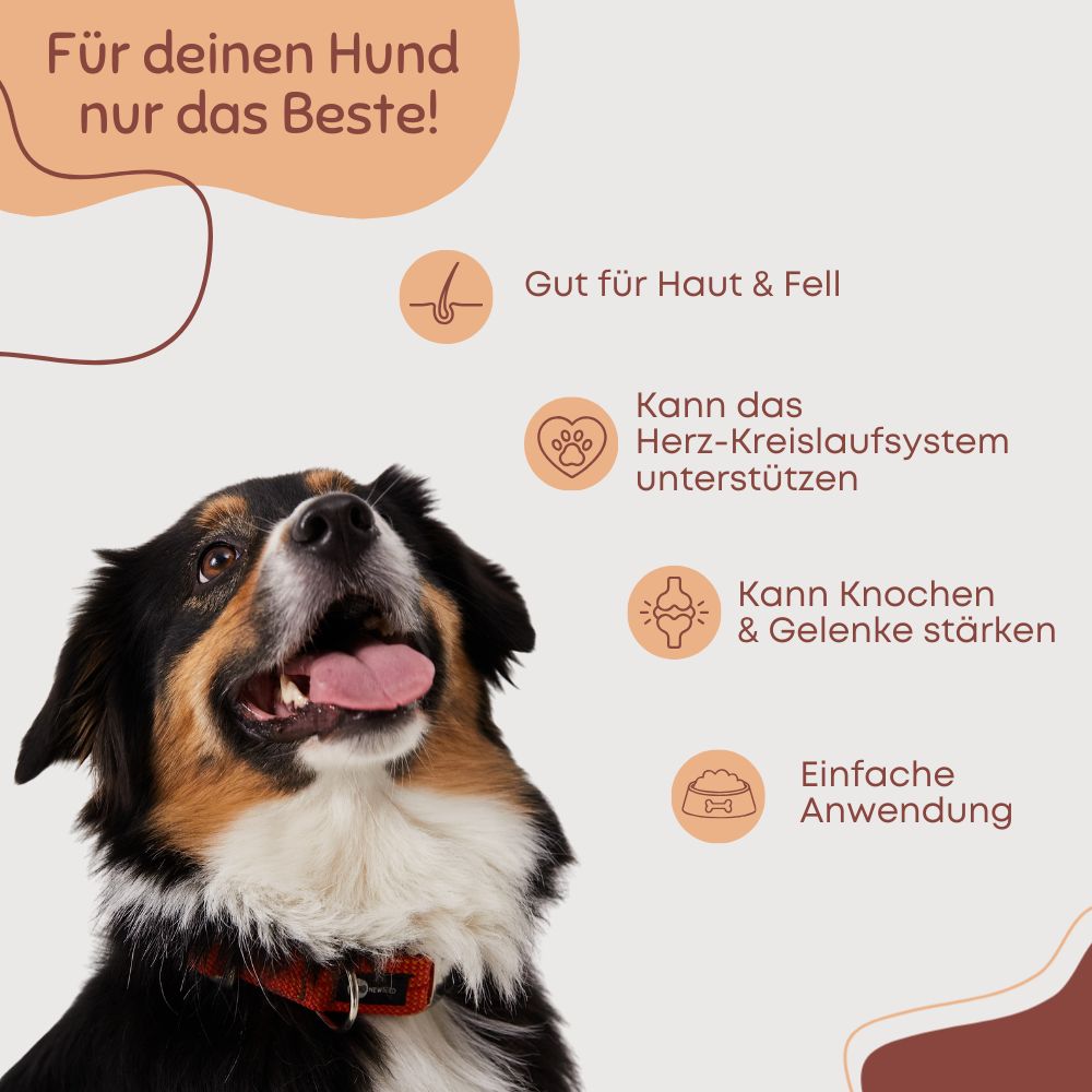Hund blickt nach oben. Text: Gut für Haut & Fell, Kann das Herz-Kreislaufsystem unterstützen, Kann Knochen & Gelenke stärken, Einfache Anwendung.