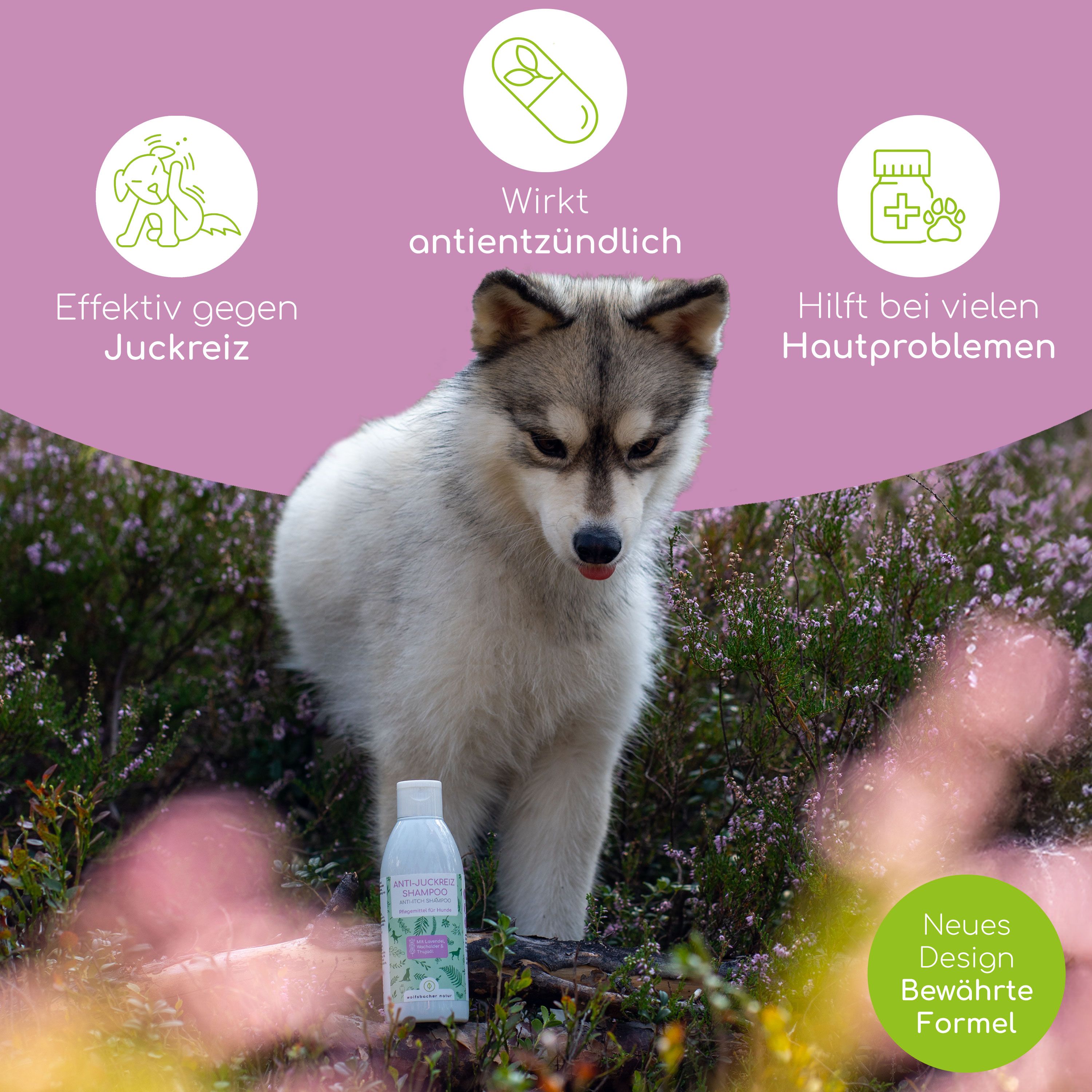 Hund in Natur. Flasche Shampoo. Text: Wirkt antientzündlich, hilft bei Hautproblemen, effektiv gegen Juckreiz. Neues Design, bewährte Formel.