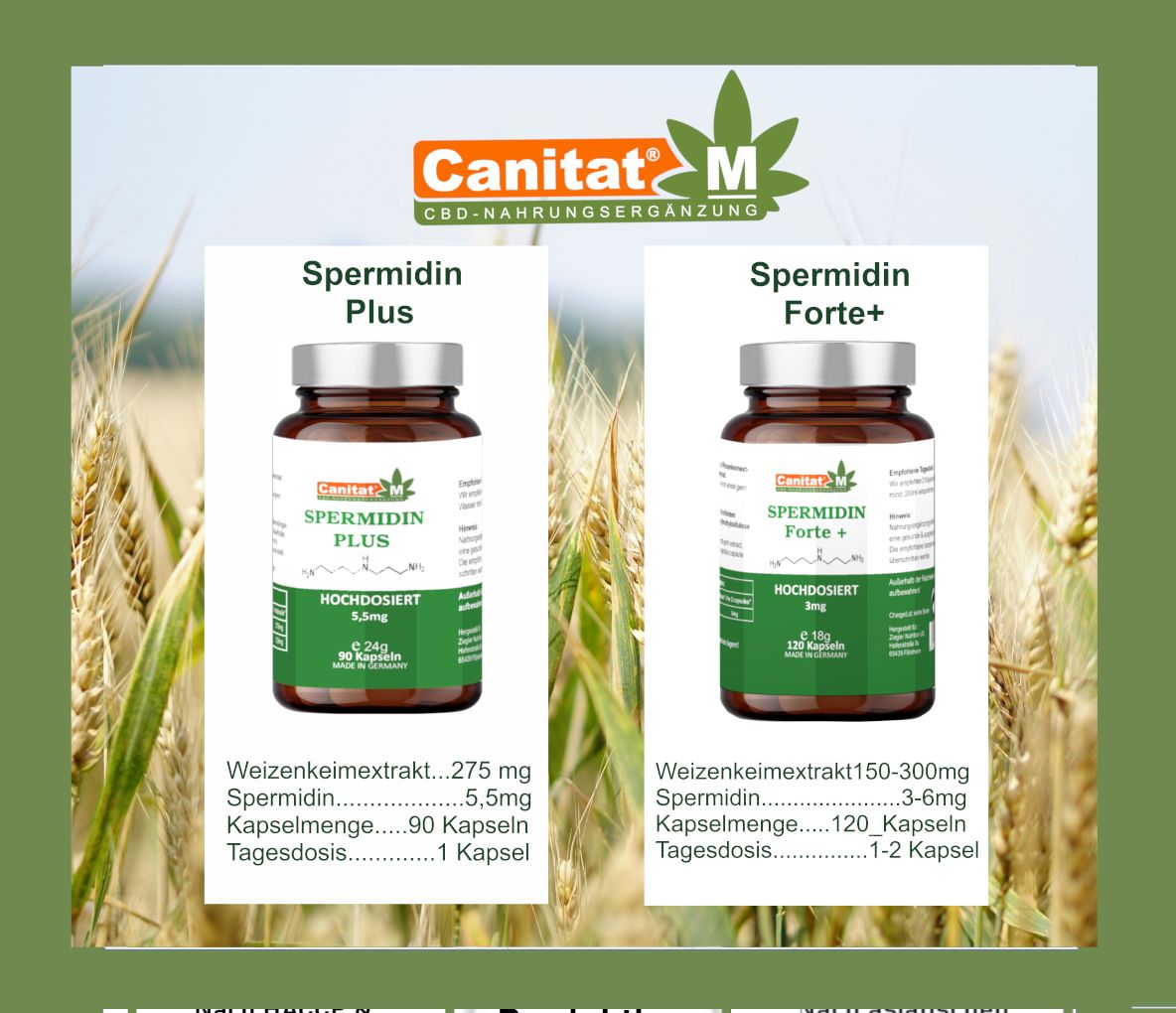 Zwei Produktflaschen nebeneinander. Vergleich von Spermidin Plus und Forte+. Text über Inhaltsstoffe und Dosierung. Hintergrund: Weizen.