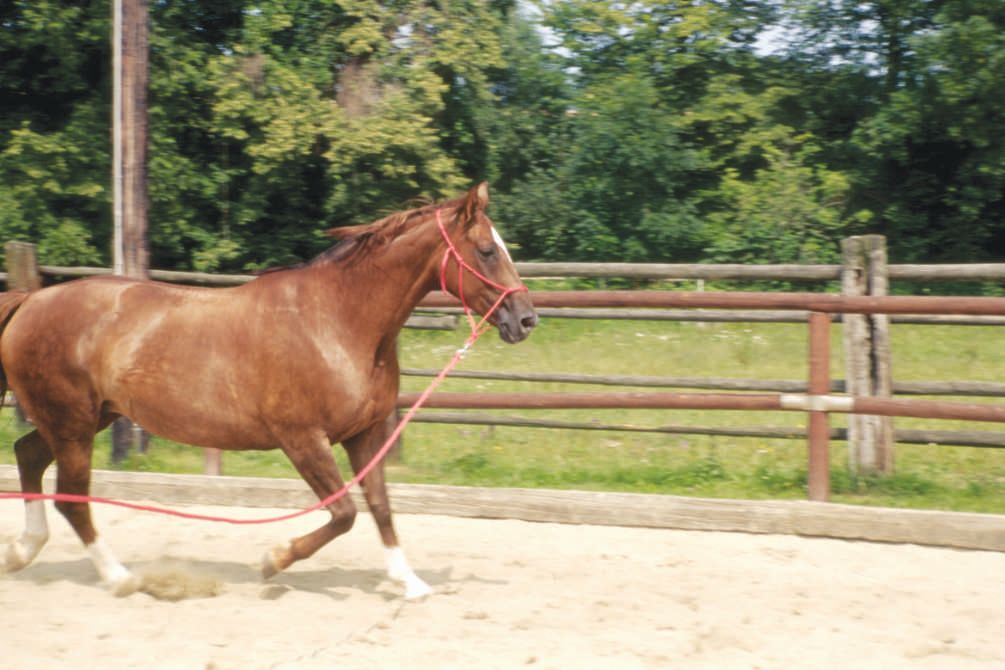 Gewa Cavaletti Block