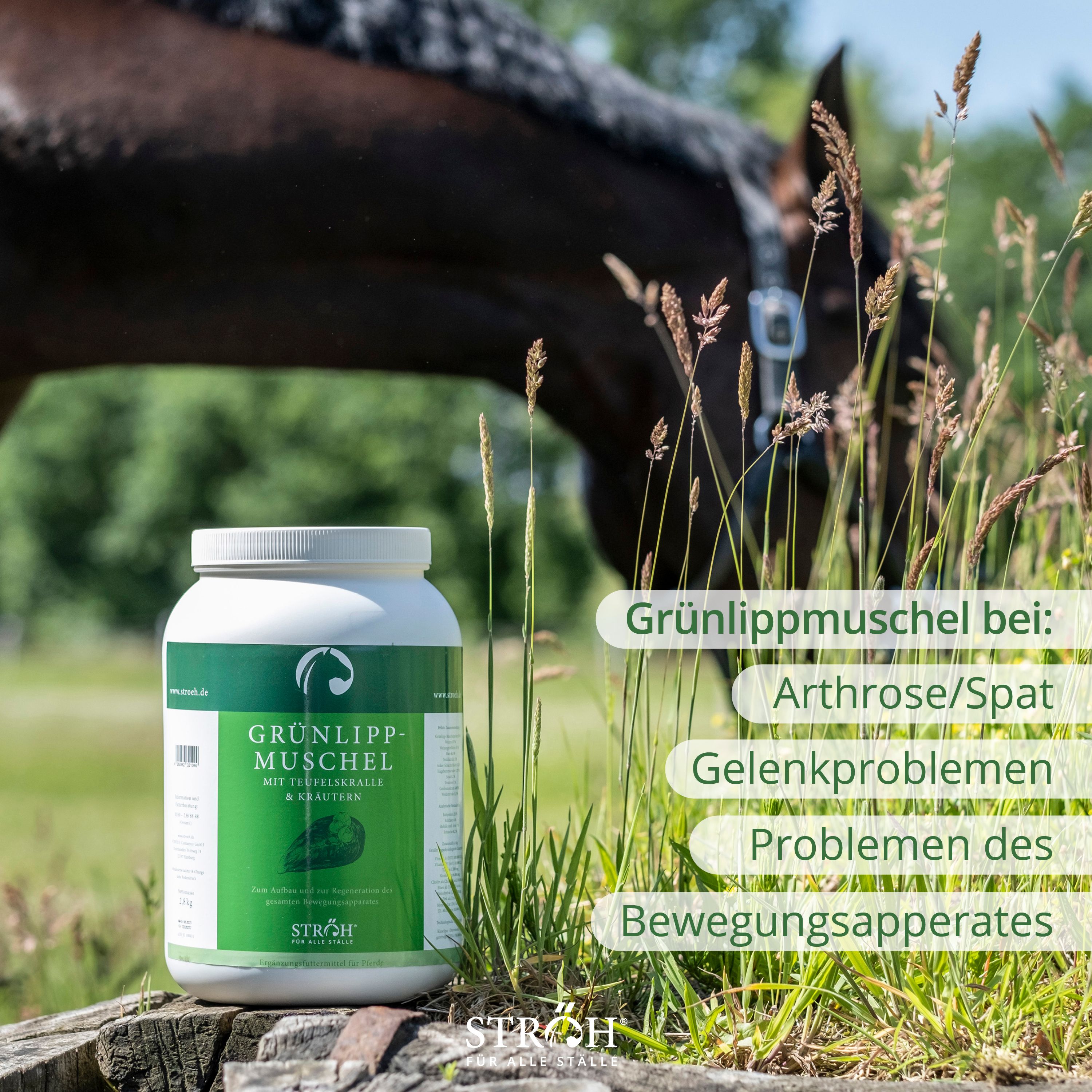 Pferd neben Produktbehältnis. Text: Grünlippmuschel bei: Arthrose, Gelenkproblemen, Bewegungsapparat.