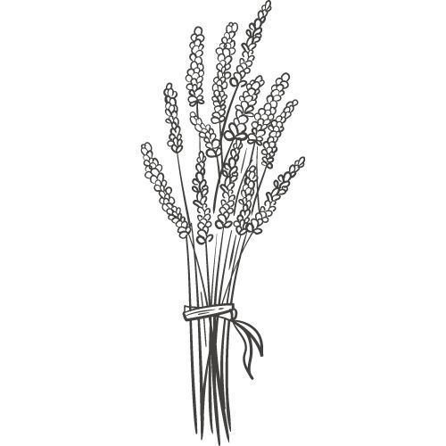 Schwarz-weiße Illustration eines Lavendelstraußes. Stiele sind gebündelt und mit einem Band zusammengebunden.