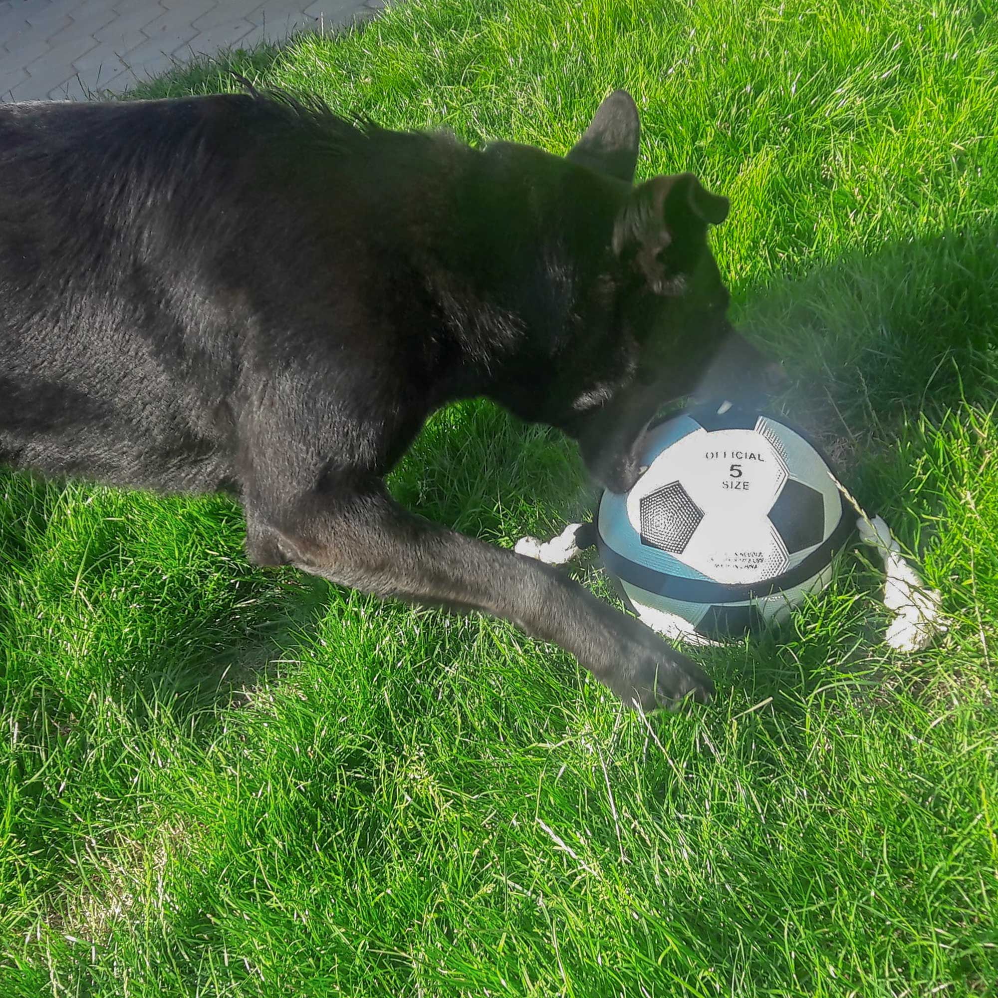 Schwarzer Hund mit einem Fußball. Der Ball ist schwarz-weiß und hat Griffseile.