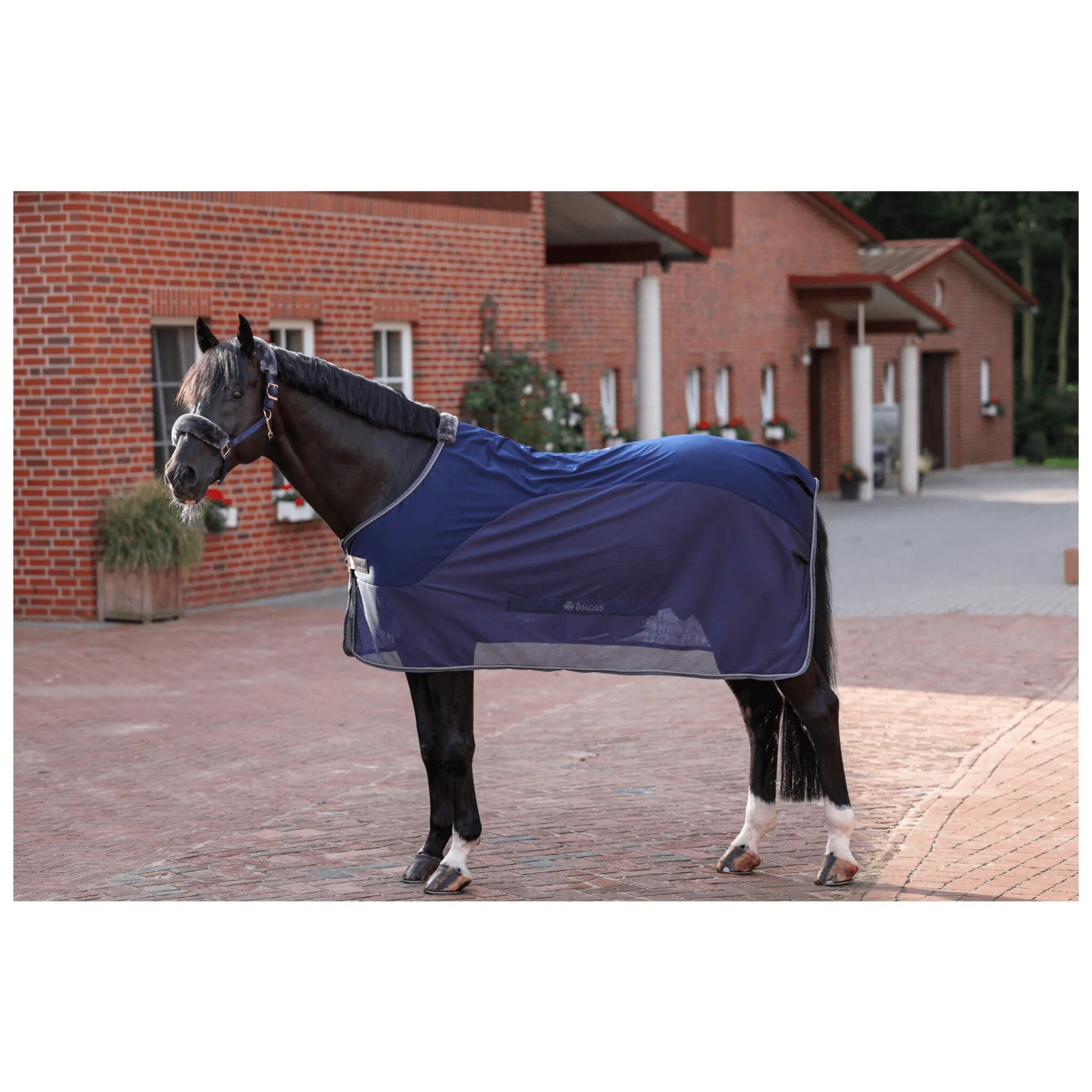 Pferdedecke, dunkelblau mit silberner Kante, auf einem Pferd. Mesh-Einsatz. Gebäude im Hintergrund.