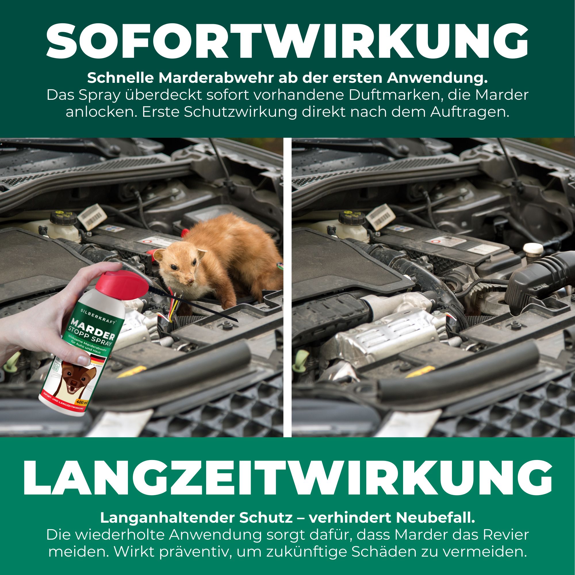 Vergleichsbilder: Marder im Motorraum, dann Sprayanwendung. Text: Sofortwirkung, Langzeitwirkung. SILBERKRAFT Marder-Stopp Spray.