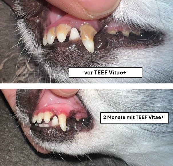 Tierhygiene24