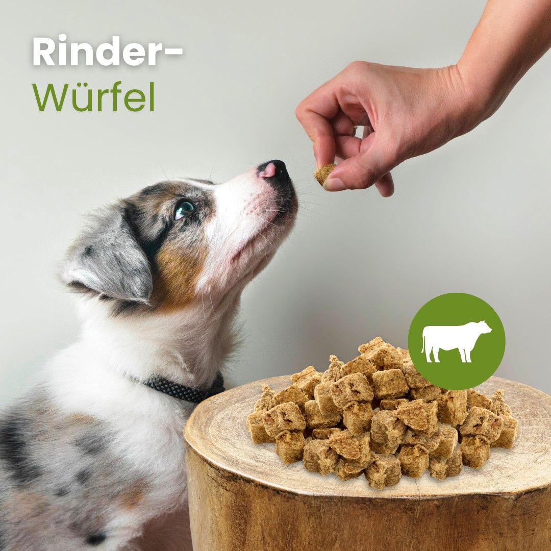 Ein Hundewelpe nimmt einen Rinderwürfel von einer Hand entgegen, daneben ein Haufen Würfel.