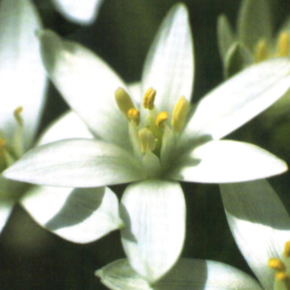 PHI Essences - Star of Betlehem Bachblüte Nr. 29