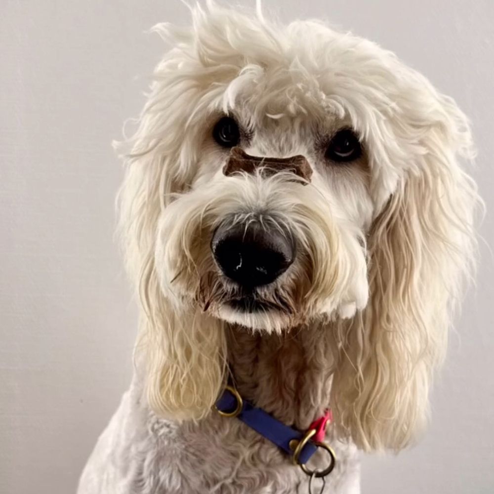 Hund mit Leckerli in Knochenform auf der Nase.