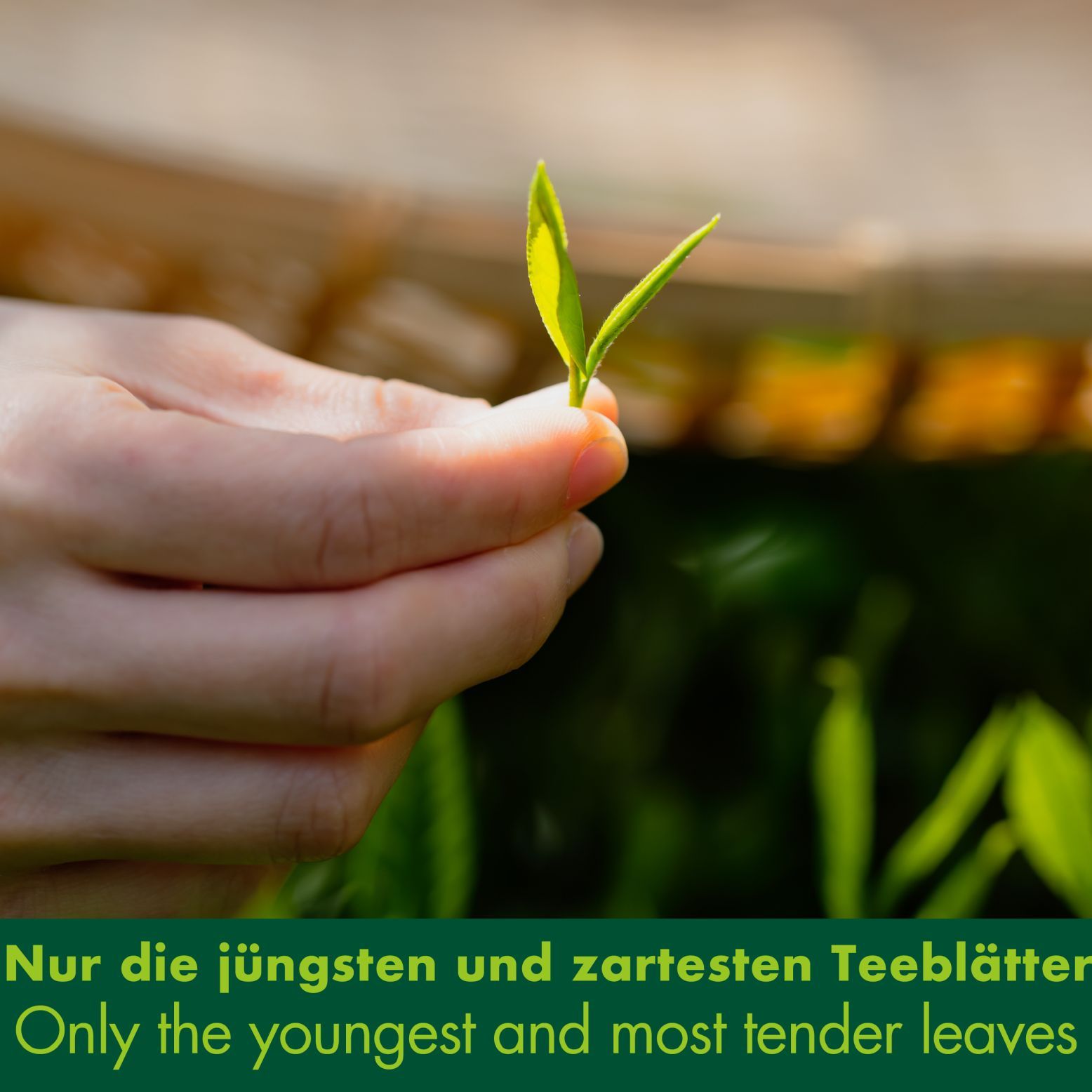 Hand hält zwei junge Teeblätter. Text: Nur die jüngsten und zartesten Teeblätter.