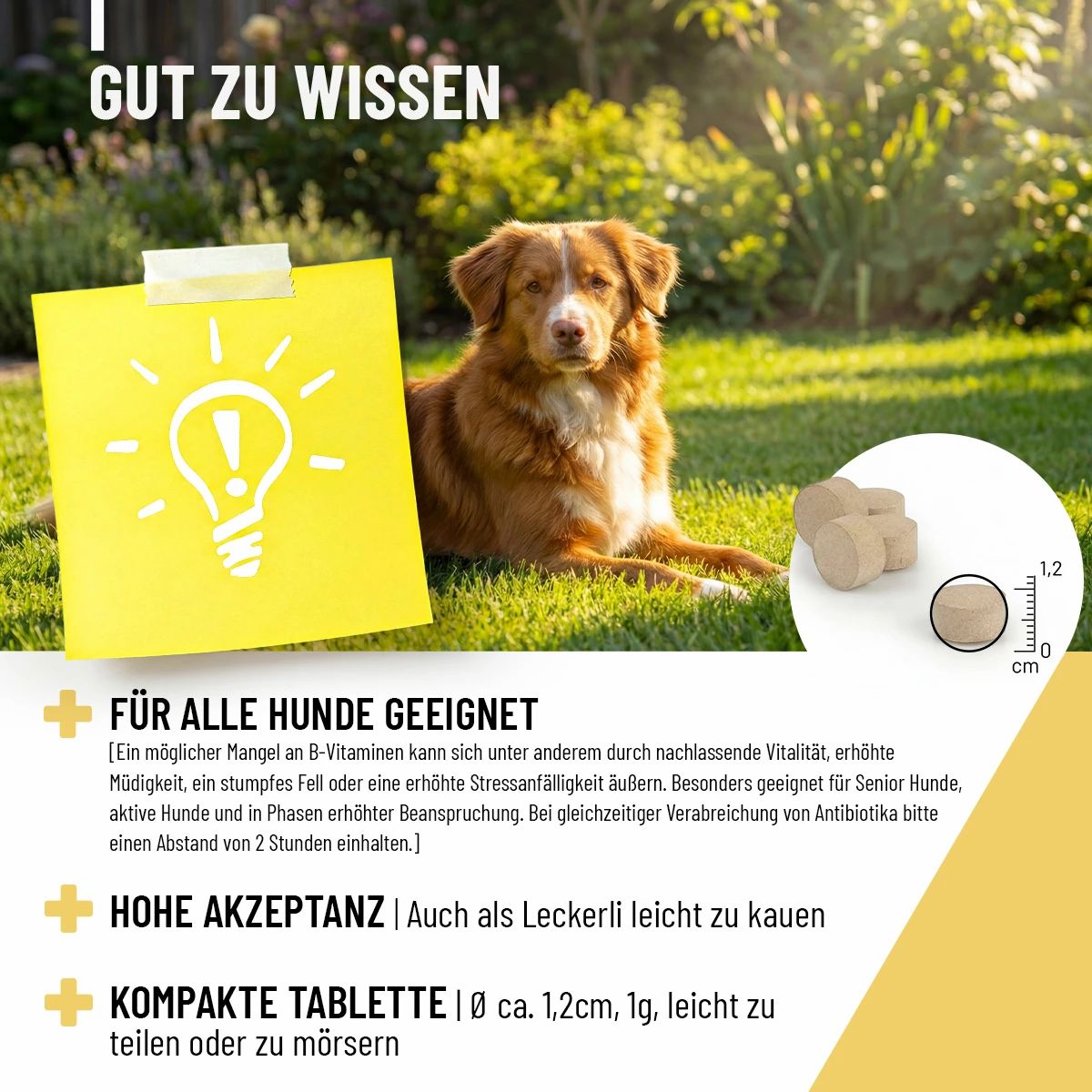 Gelbes Notizblatt mit Text: Für alle Hunde geeignet. Hohe Akzeptanz. Kompakte Tablette (ca. 1,2cm). Hund im Hintergrund.