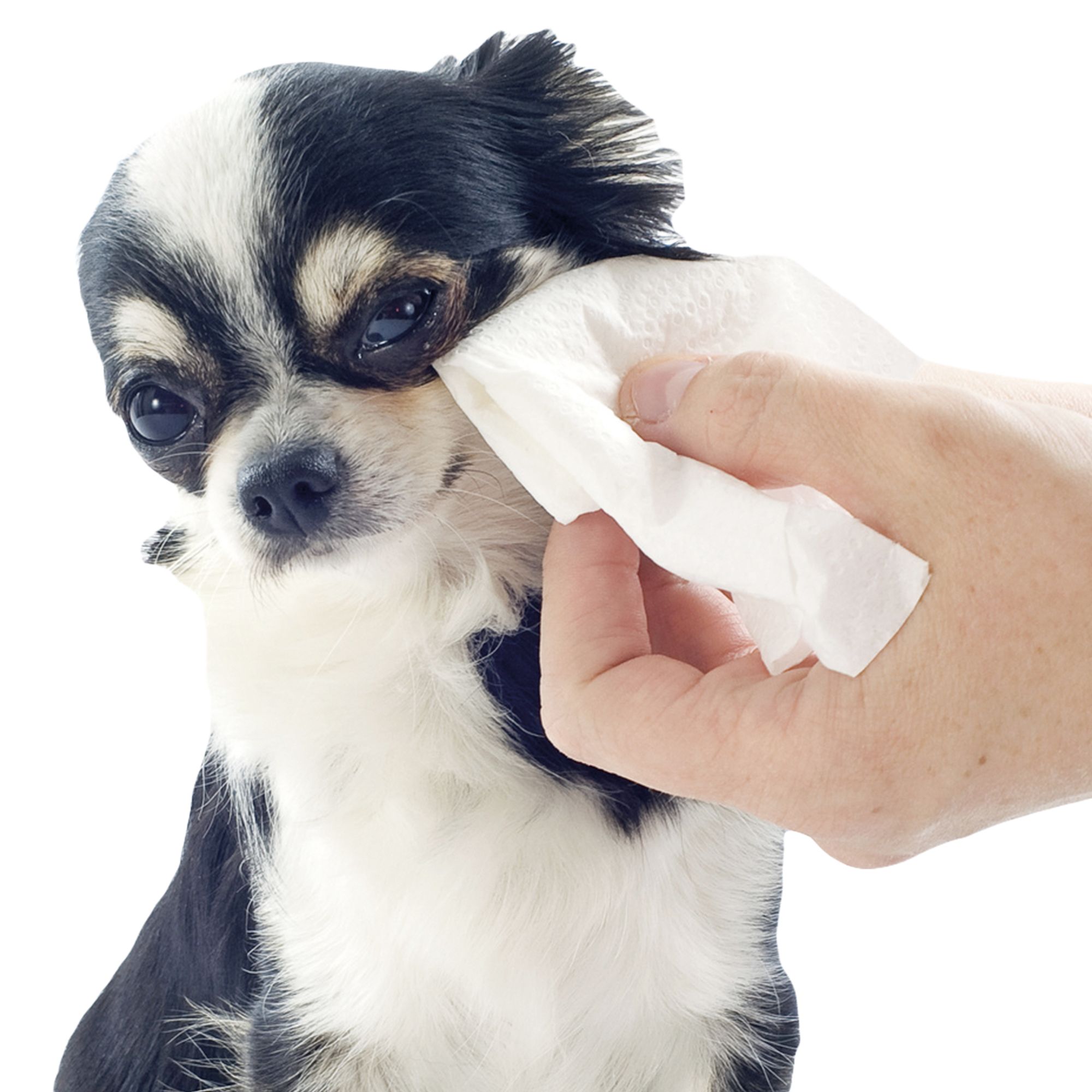 Schecker Augenpflege Set für Hunde - Lotion und Tücher