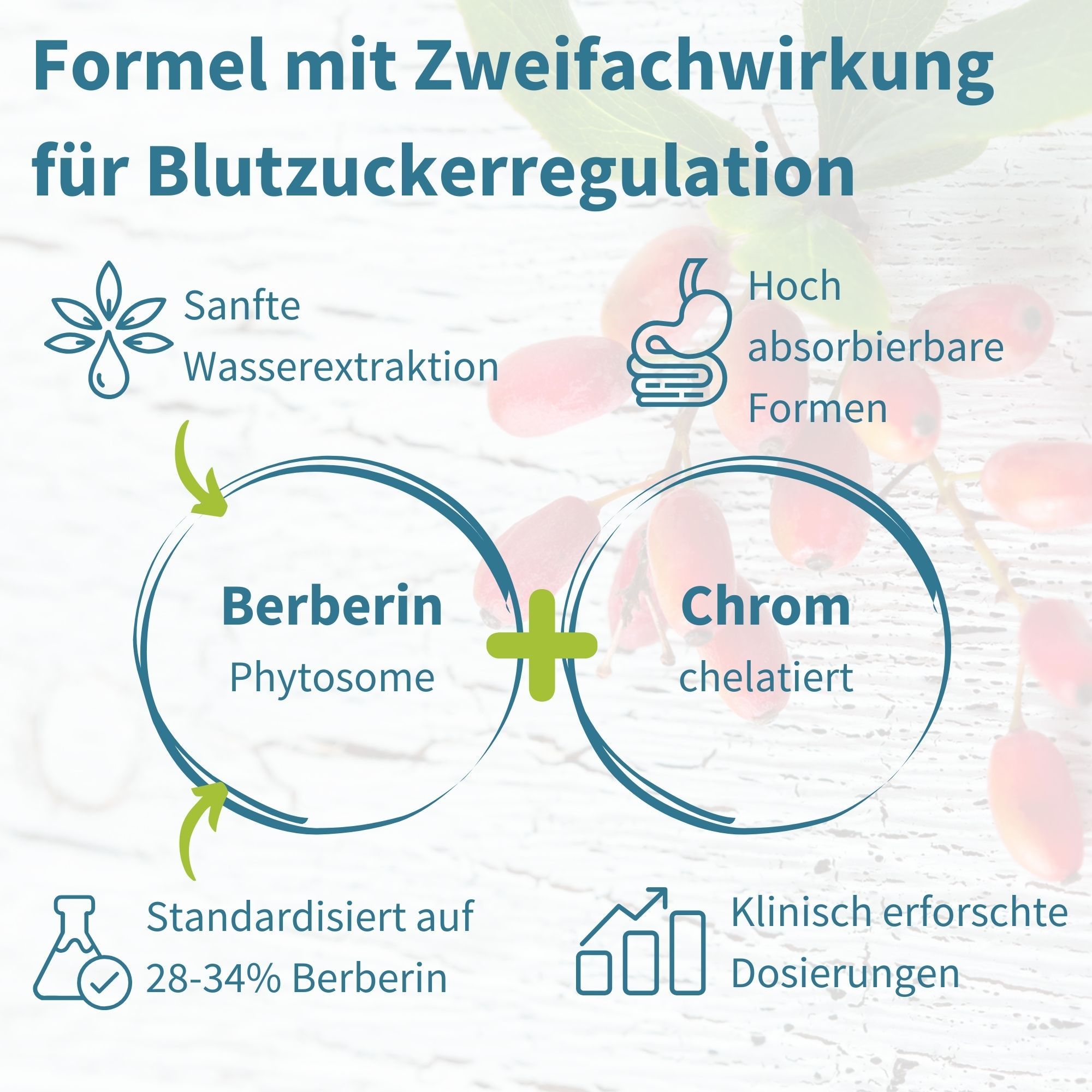 Grafik mit zwei Kreisen. Text: Berberin Phytosom und Chrom chelatiert. Pfeile und Symbole. Text: Klinisch erforschte Dosierungen.