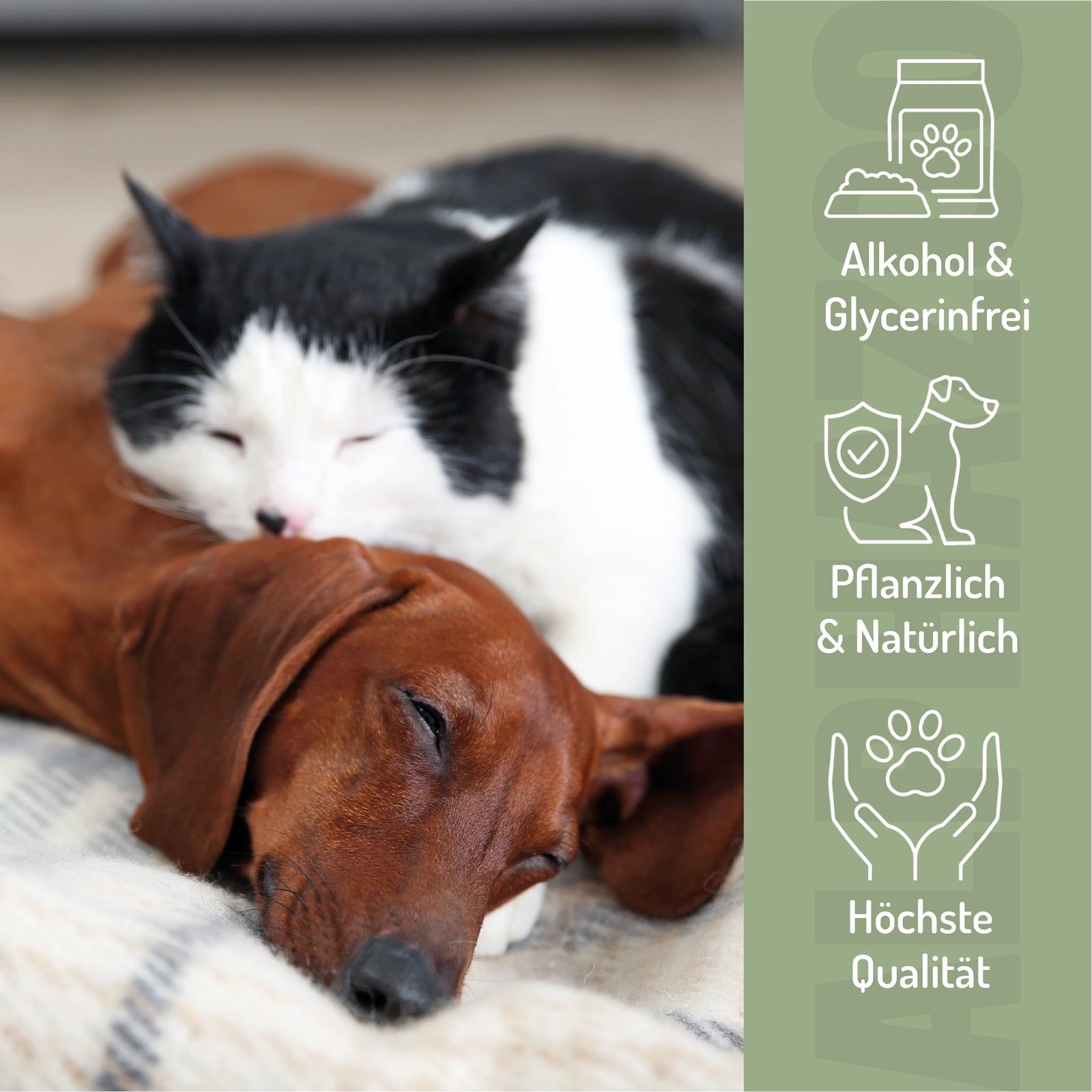 Ein Hund und eine Katze schlafen friedlich nebeneinander. Ohne Alkohol & Glycerin.
