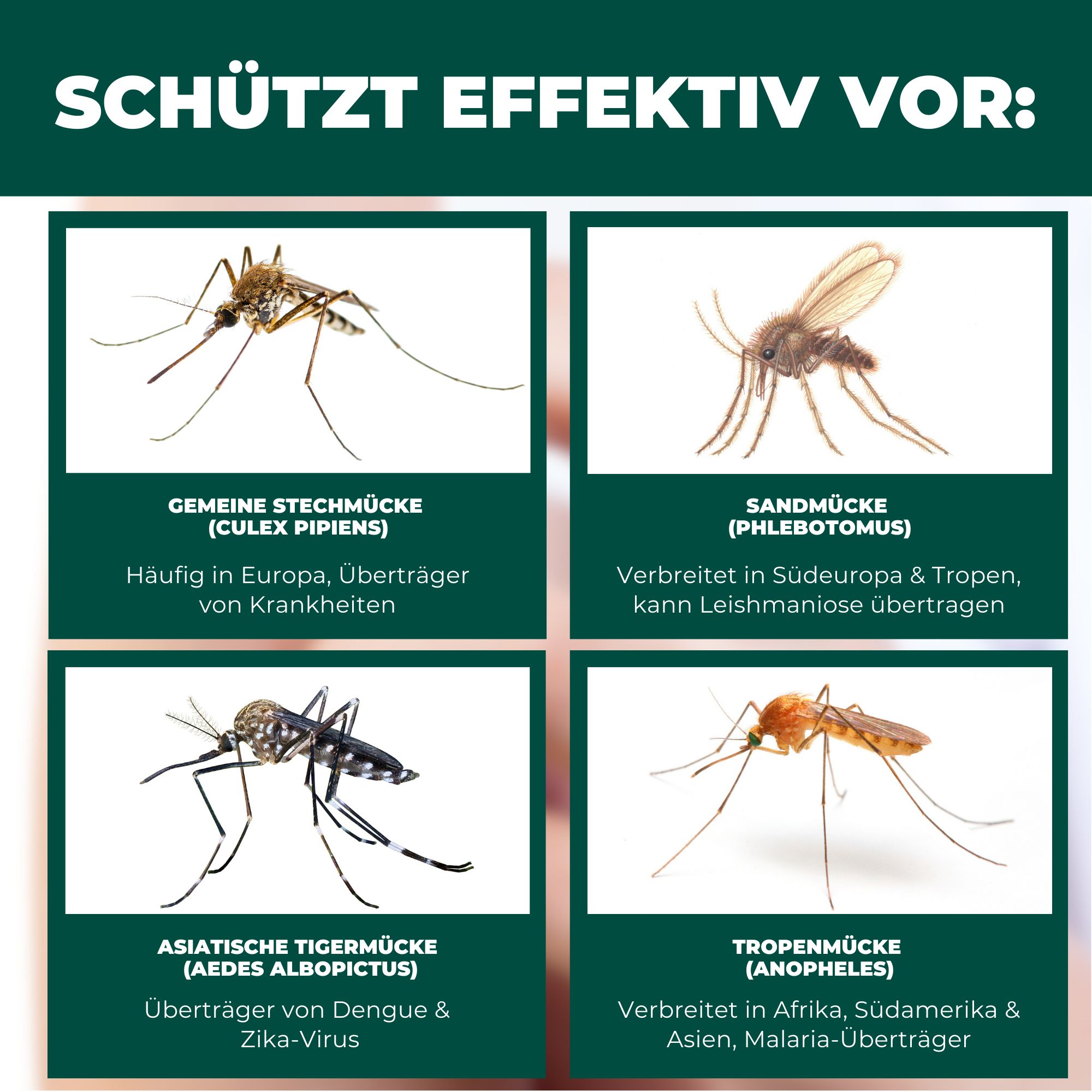 Abbildungen von Mückenarten: Gemeine Stechmücke, Sandmücke, Asiatische Tigermücke, Tropenmücke. Text: Schützt effektiv vor...