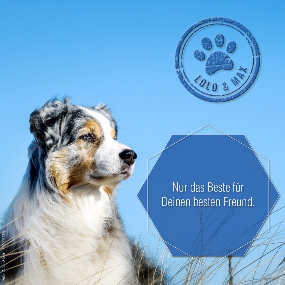 Hund im Profil. Blaues Logo Lolo & Max. Text: Nur das Beste für Deinen besten Freund.