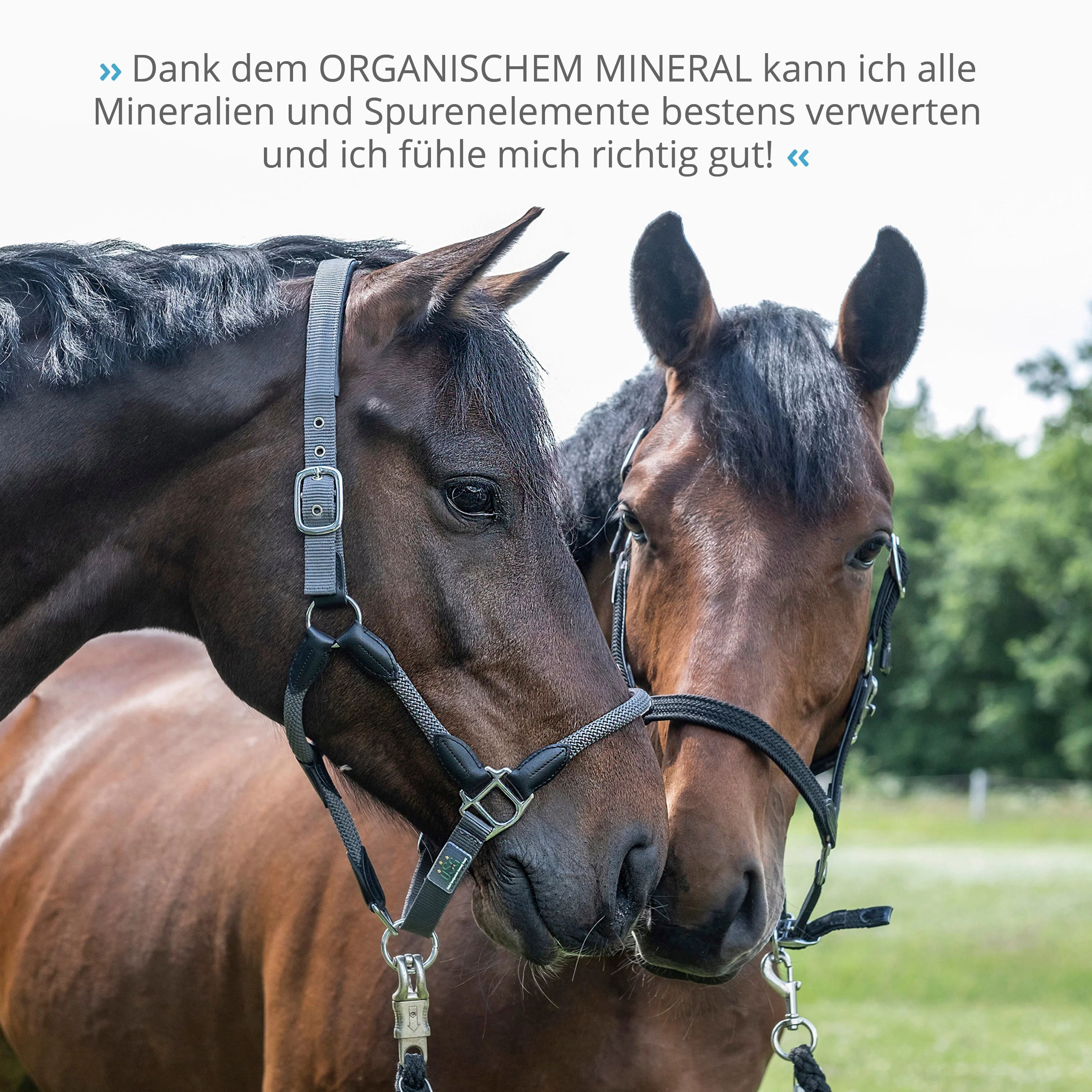 Zwei Pferdeköpfe nebeneinander. Pferde tragen Halfter. Text: Dank Organisches Mineral kann ich alle Mineralien verwerten.