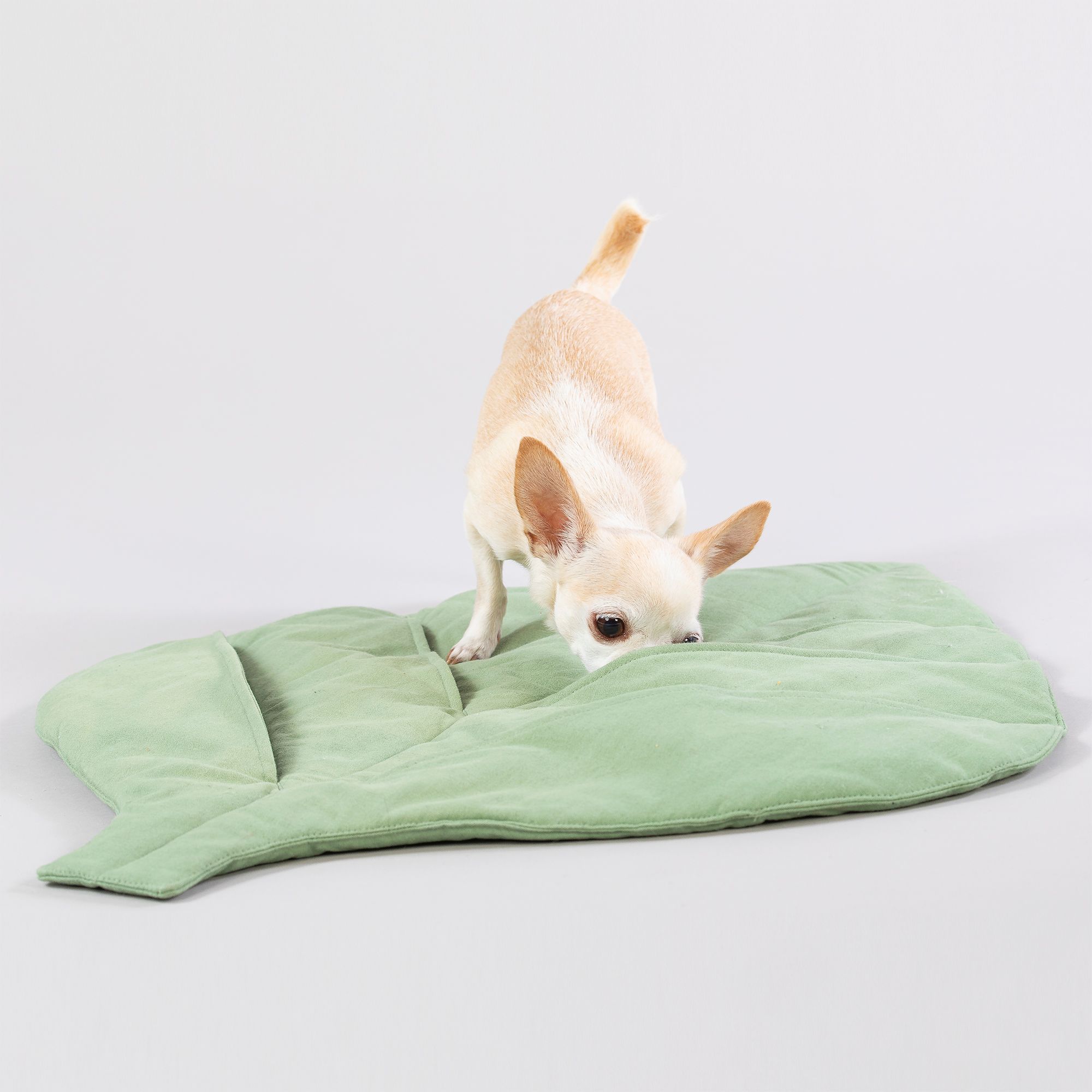 Kleiner Hund auf einer grünen, blattförmigen Matte. Der Hund schnuppert an der Matte.