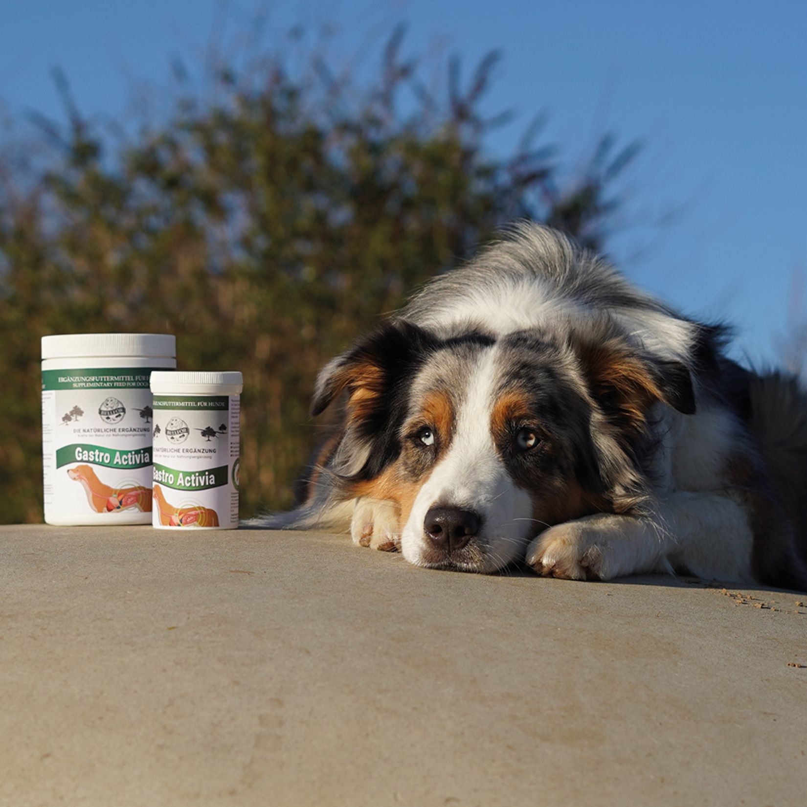 Zwei Behälter Bellfor Gastro Activia neben einem Hund. Weiße Behälter mit Etiketten. Hund liegt auf einer Oberfläche.