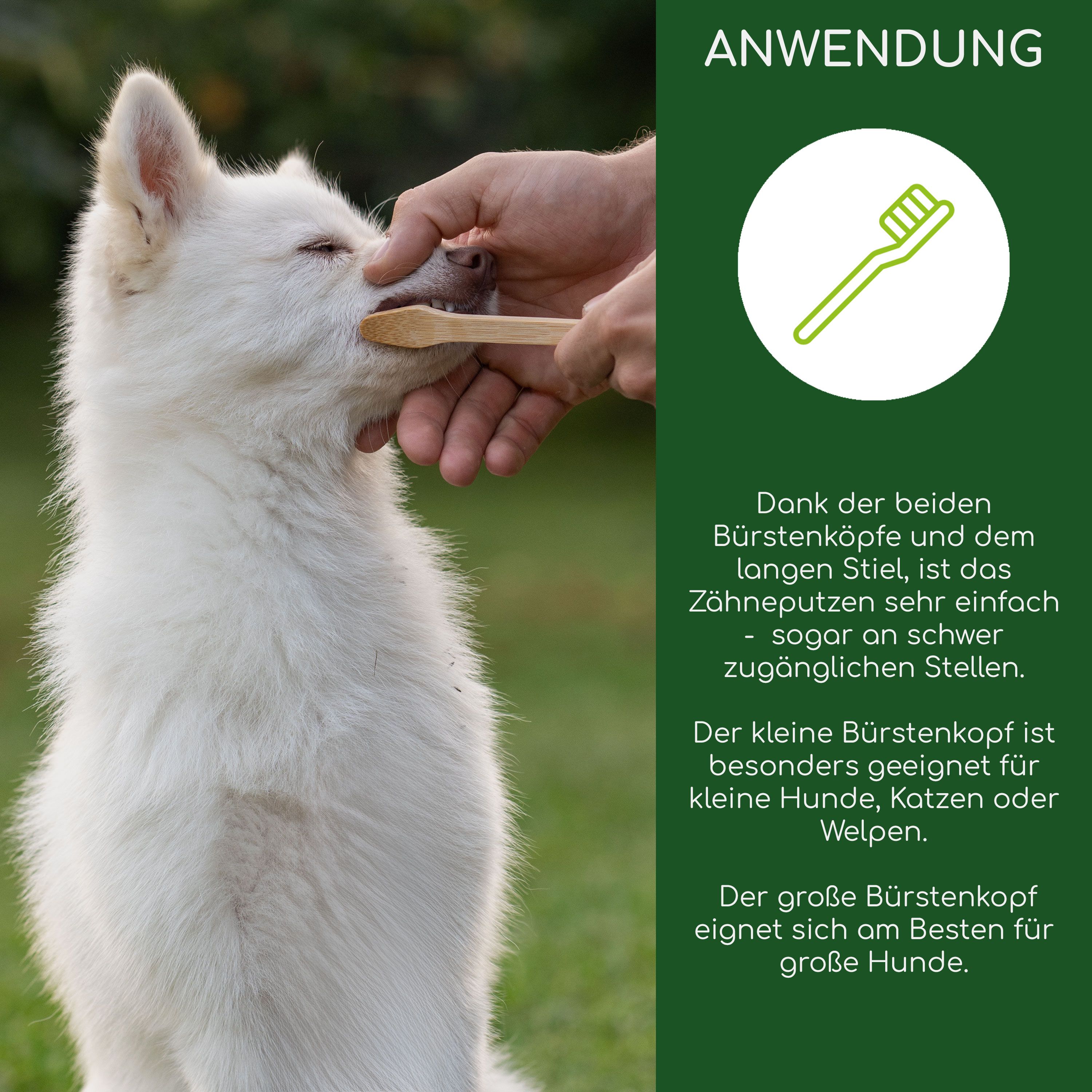 Ein Hund bekommt die Zähne geputzt. Text: Anwendung, Dank der beiden Bürstenköpfe und dem langen Stiel ist das Zähneputzen sehr einfach.
