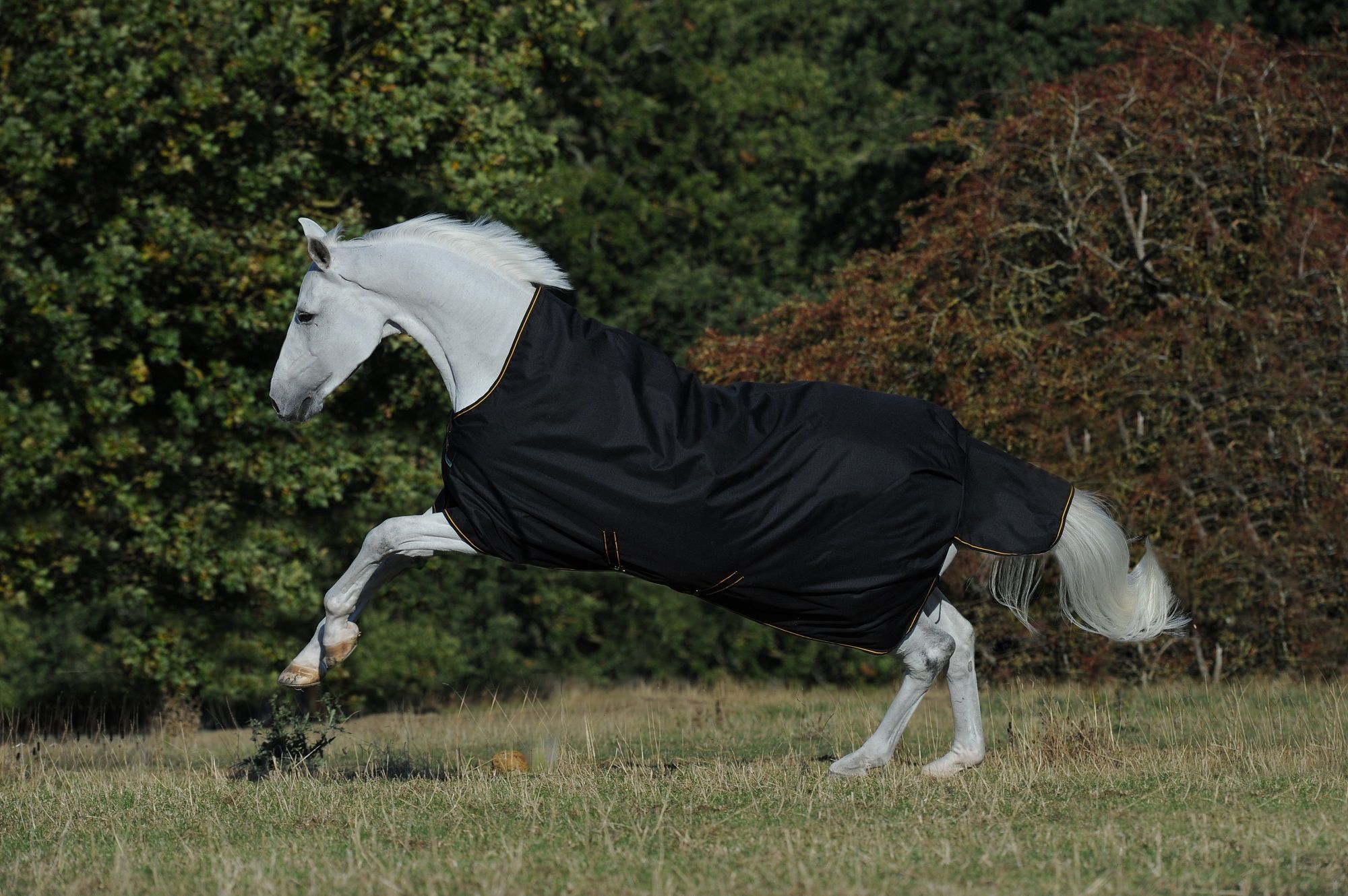 Schwarze Pferdedecke mit goldfarbenen Details. Das Pferd springt auf einer Wiese. Der Hintergrund ist verschwommen.