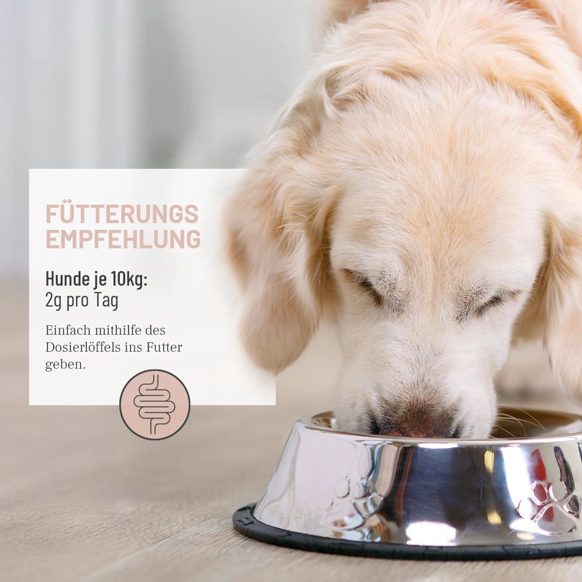 Hund frisst aus Napf, daneben Text "Fütterungsempfehlung" und Darm-Icon.