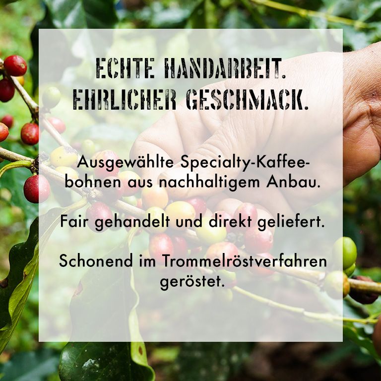Kaffeekirschen an einem Strauch, mit Text über Anbau und Röstung.