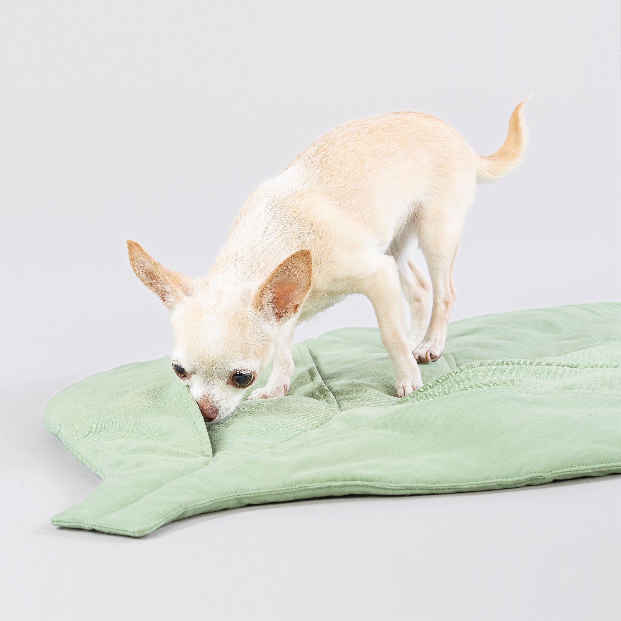 Kleiner Hund auf einer grünen, blattförmigen Matte. Der Hund schnuppert an der Matte.