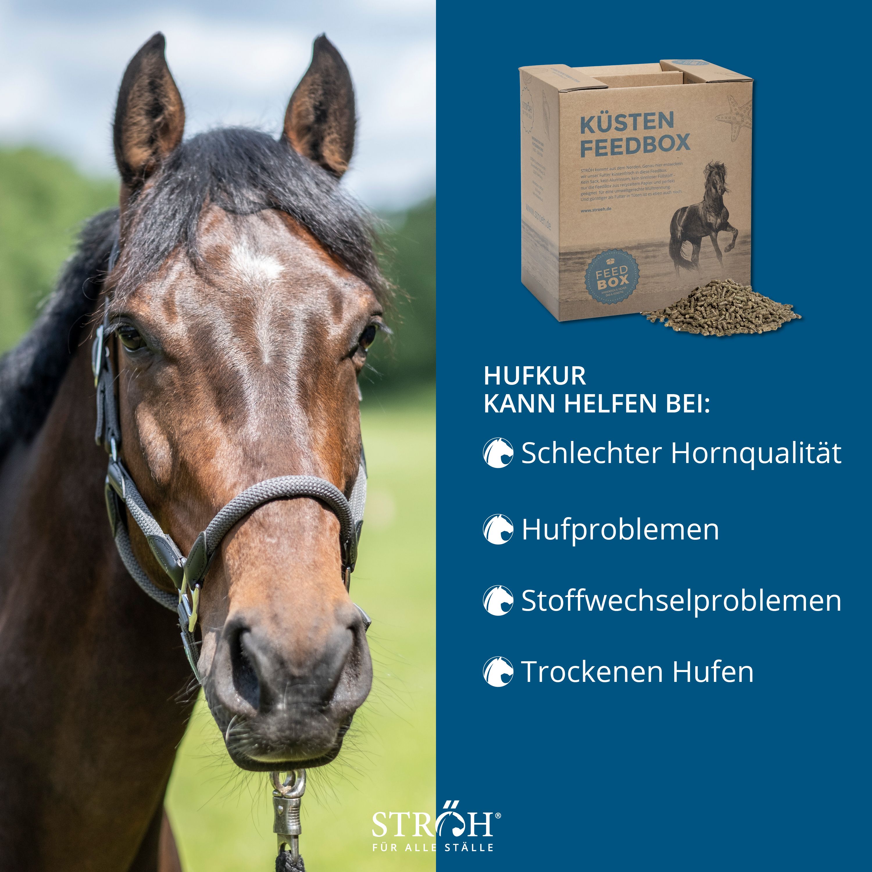 Pferd mit "Küsten Feedbox" im Hintergrund. Text: "Hufkur kann helfen bei..." und Aufzählungspunkte. Blauer Hintergrund.
