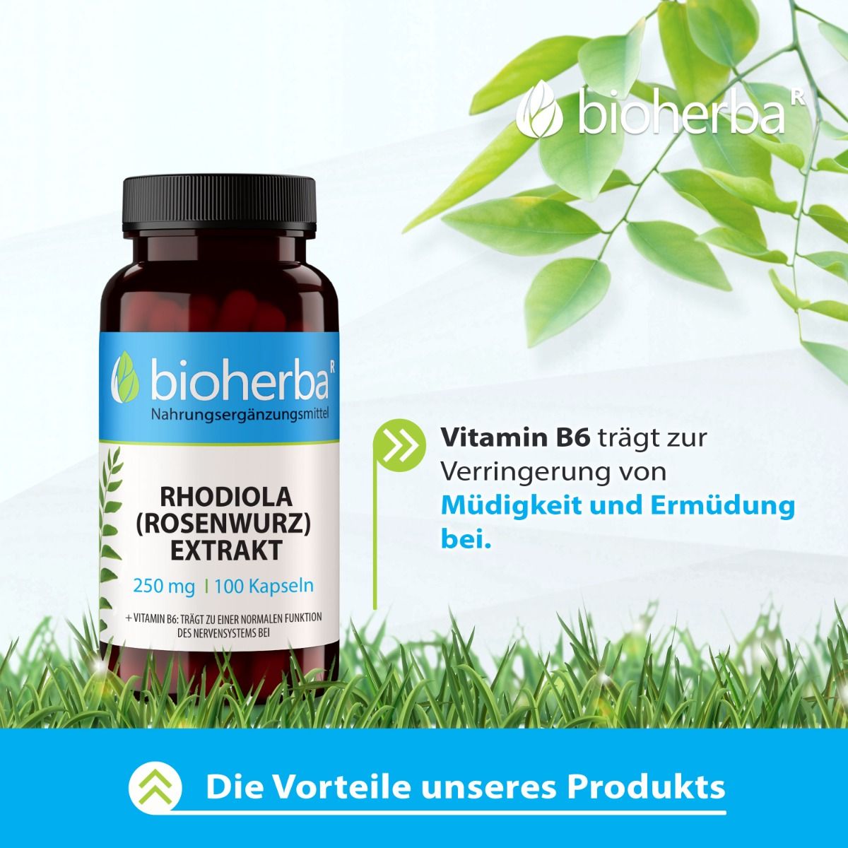 Braune Flasche mit schwarzen Deckel. Etikett mit Produktinformationen. Text: Rhodiola (Rosenwurz) Extrakt, 250 mg, 100 Kapseln. Marke: bioherba.