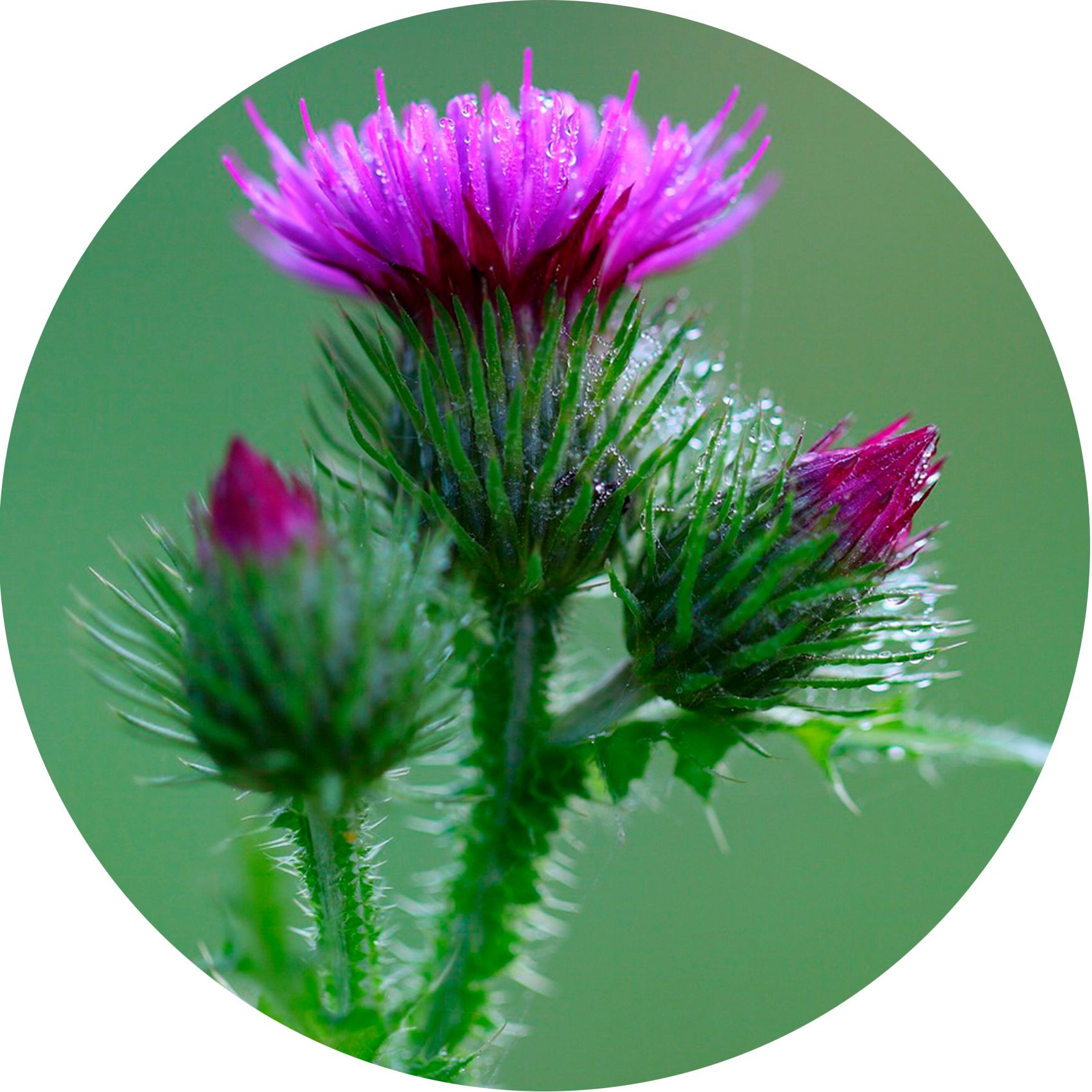 Runder Ausschnitt mit lila Blüten. Nahaufnahme von Blüten und Blättern.