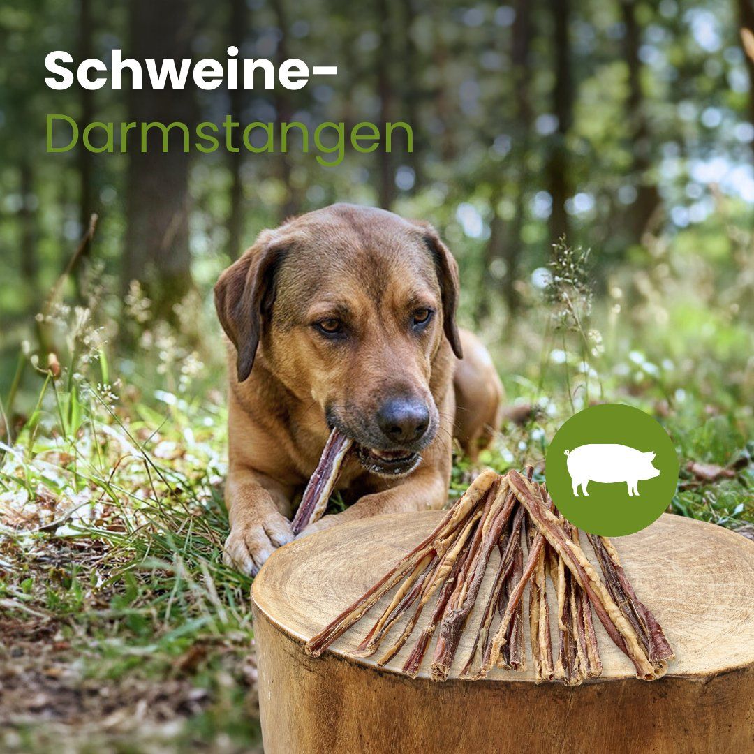 Getrocknete Schweinedarmstangen, 100% Schwein, schonend getrocknet, auf hellem Hintergrund.