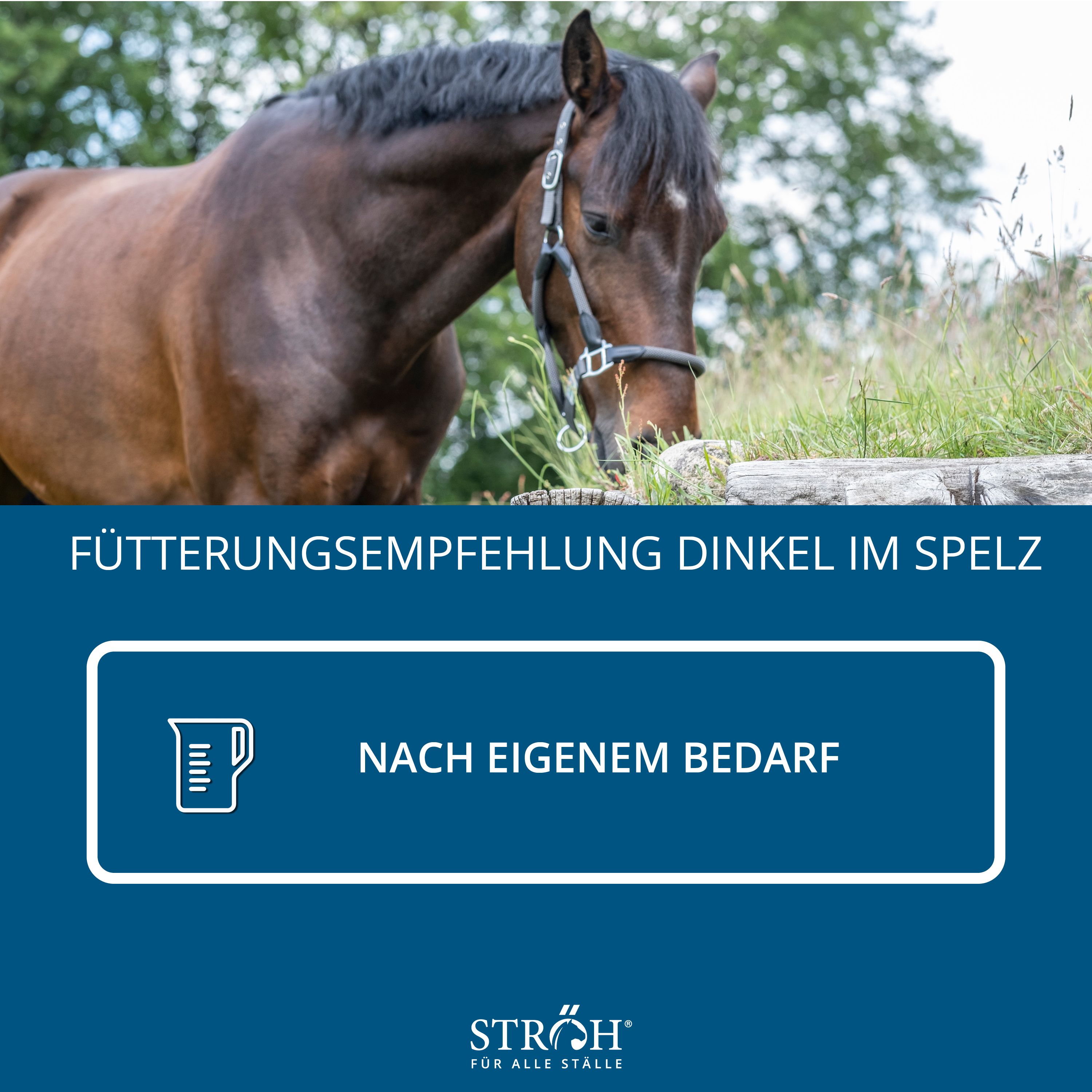 Pferd vor blauem Hintergrund mit Text "Fütterungsempfehlung Dinkel im Spelz" und Icon. Marke: STRÖH.