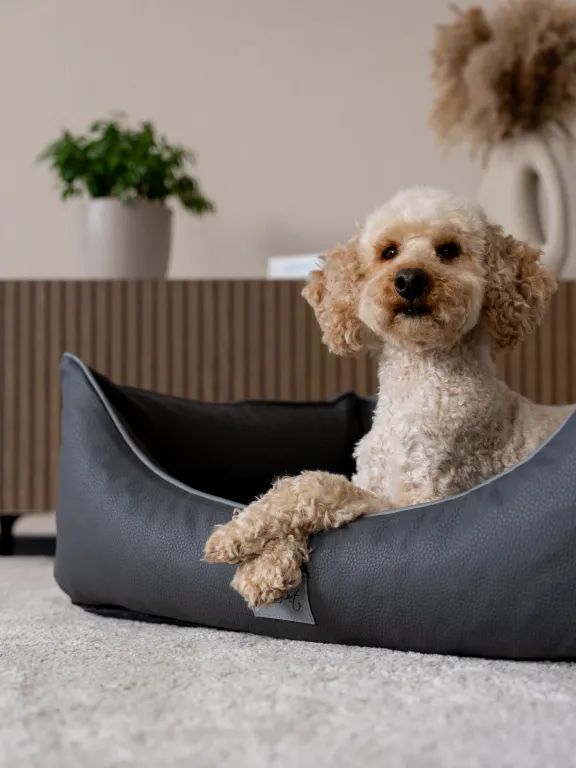 Graues Kunstlederbett für Hunde. Ein Hund liegt im Bett. Hintergrund: Wohnzimmer mit Pflanzen.