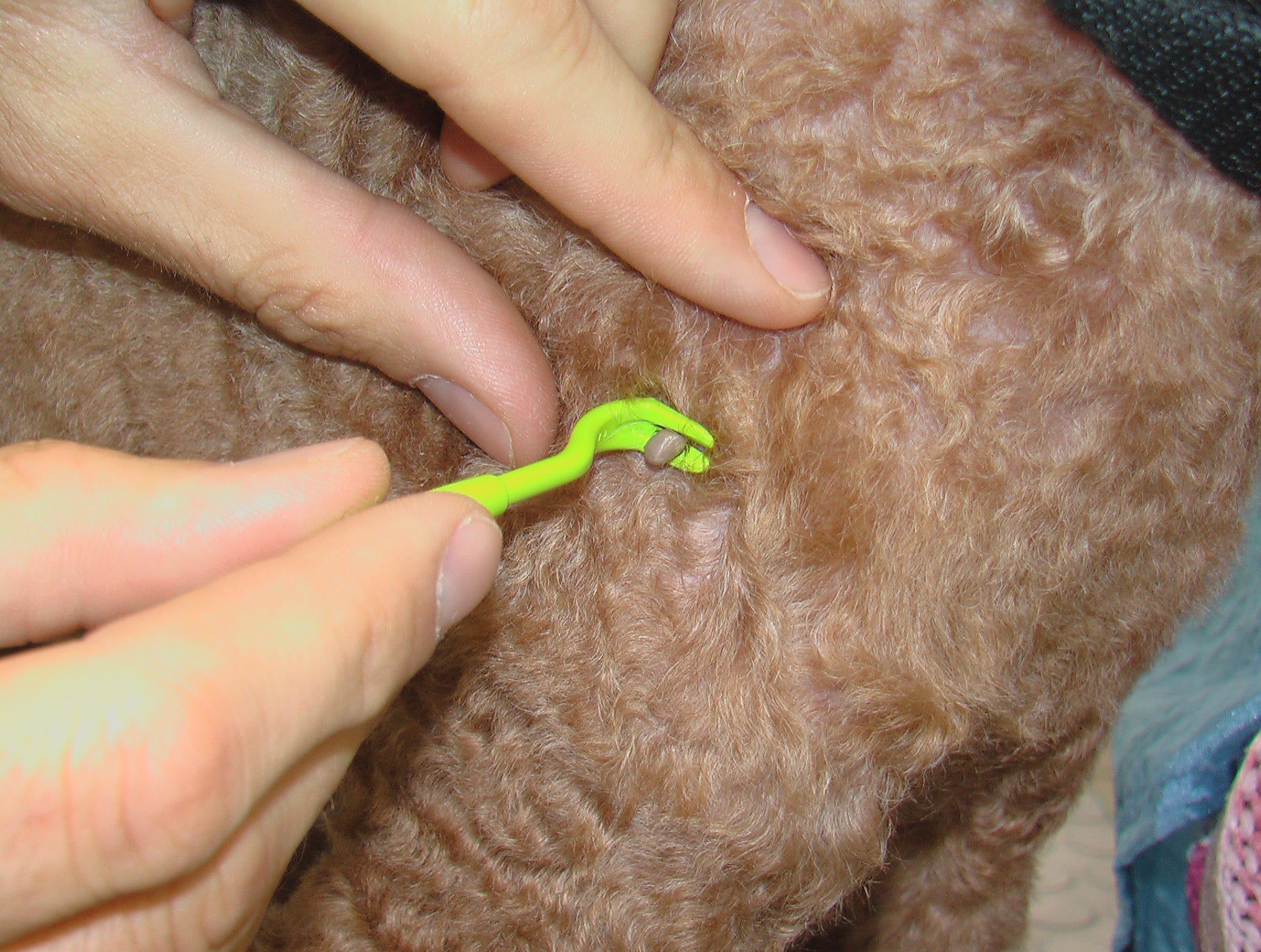 Grünes Werkzeug entfernt Zecke von einem Tier. Helle Haut und braunes Fell sind sichtbar.