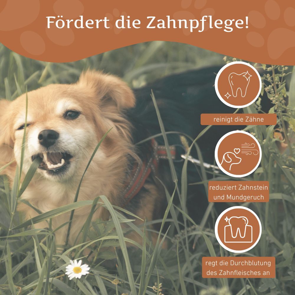 Hund im Gras. Text: Fördert die Zahnpflege! Reinigt die Zähne, reduziert Zahnstein, regt die Durchblutung an.