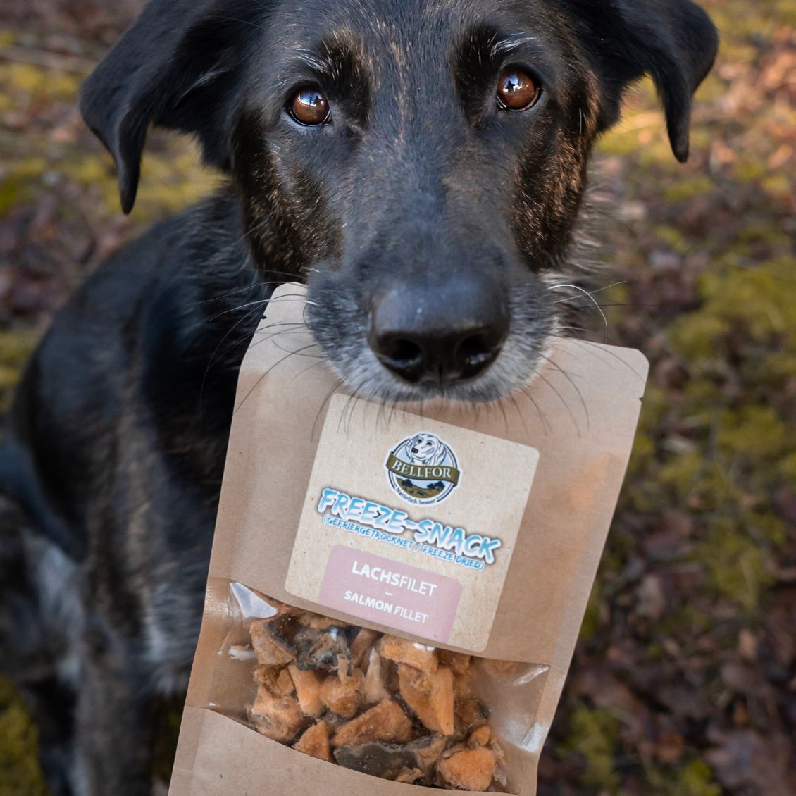 Bellfor Gesunder Freeze-Snack für Hunde - Lachsfilet (gefriergetrocknet)