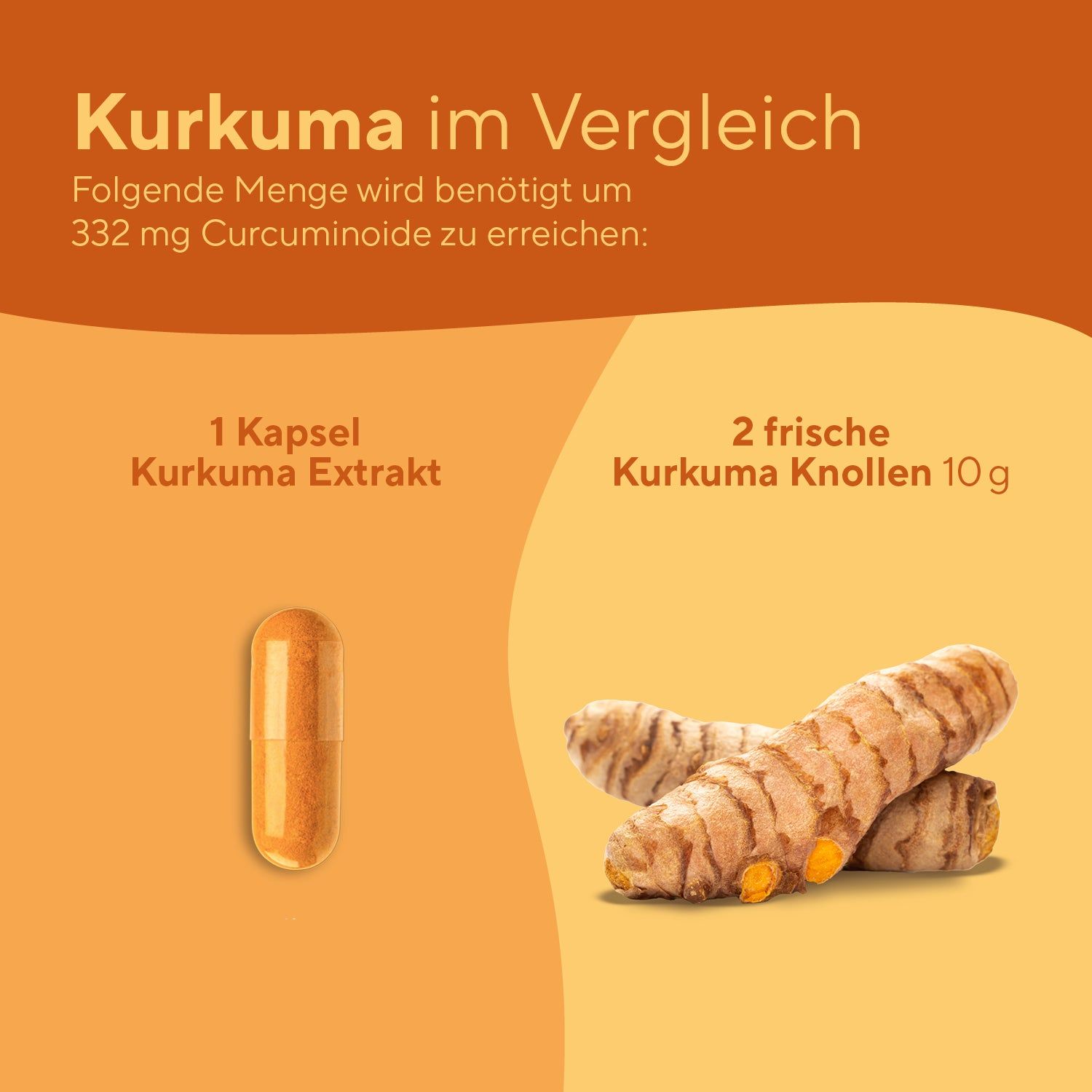 Vergleich von Kurkuma Extrakt Kapsel und frischen Kurkuma Knollen. Eine Kapsel und zwei Knollen auf orangefarbenem Hintergrund.