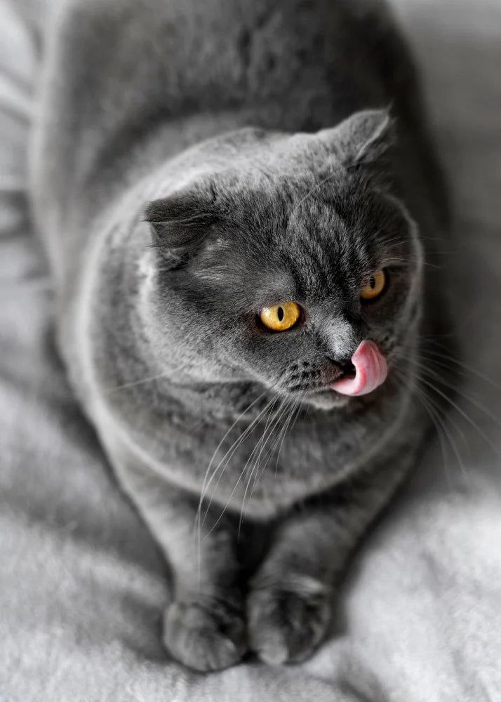 Grauer Schottischer Fold-Katze mit gelben Augen leckt sich die Schnauze.