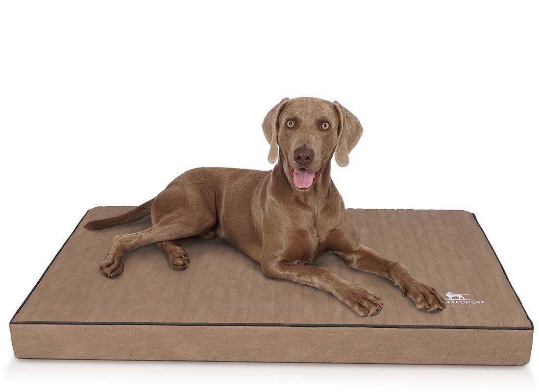 Hund liegt auf orthopädischer Hundematte Palomino. Matte rechteckig, braun, schwarzer Rand, Logo. Weißer Hintergrund.