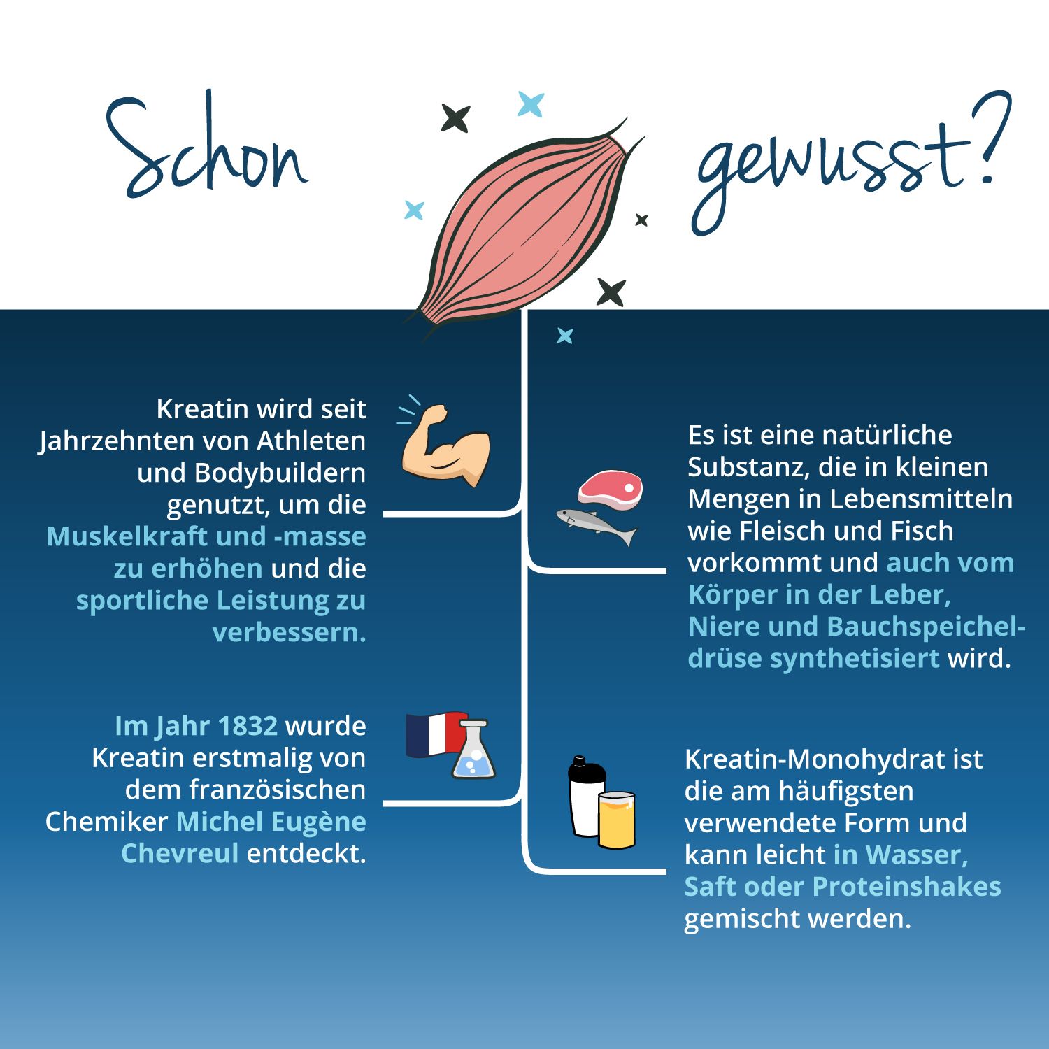 Infografik: Kreatin-Informationen. Muskel, Fleisch, Fisch, Leber, Bauchspeicheldrüse. Kreatin-Monohydrat. Entdeckung 1832.