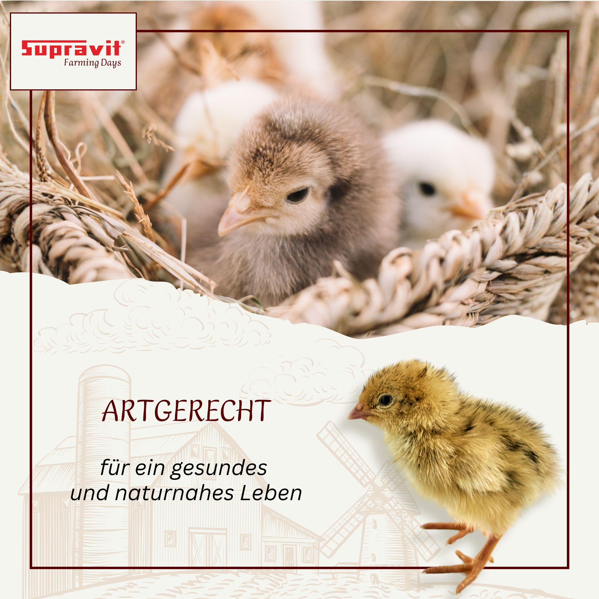 Küken in Nest aus Stroh. Text: Artgerecht für ein gesundes und naturnahes Leben. Logo: Supravit.