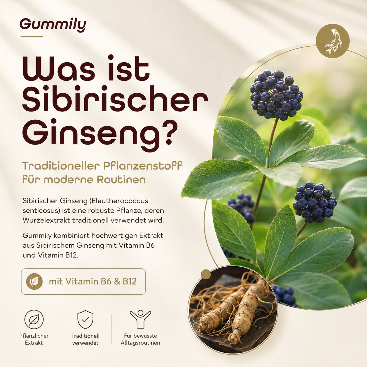 Sibirischer Ginseng Pflanze mit Beeren und Wurzeln, Gummily Extrakt mit Vitamin B6 & B12.
