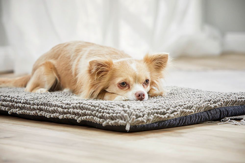 Kleiner Hund liegt auf einem grauen Reise-Pad. Pad mit Schlaufenstruktur, schwarzer Rand. Hintergrund: heller Boden, Vorhang.