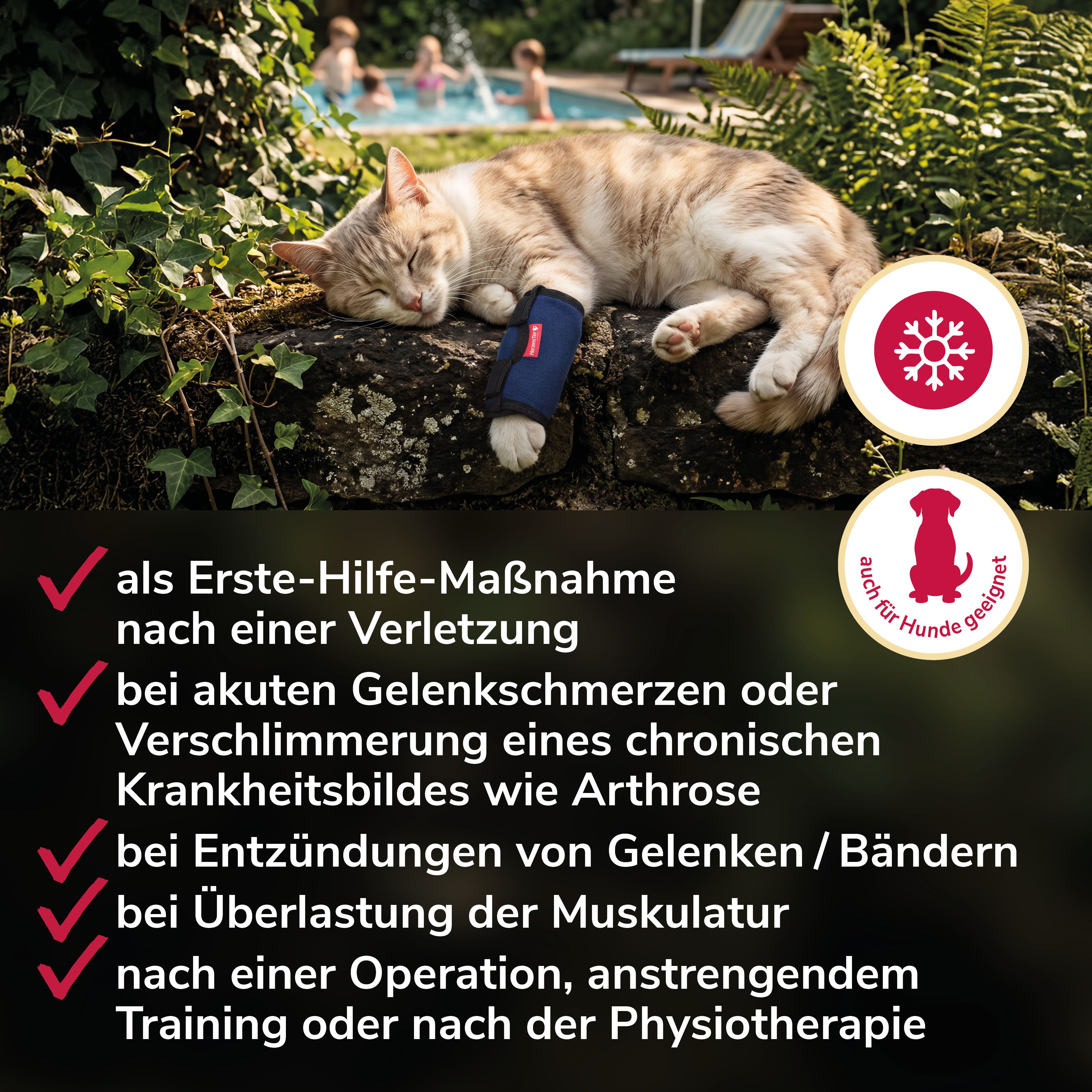 Katze mit blauer Bandage am Bein. Icons zeigen Anwendungsbereiche wie Verletzungen.